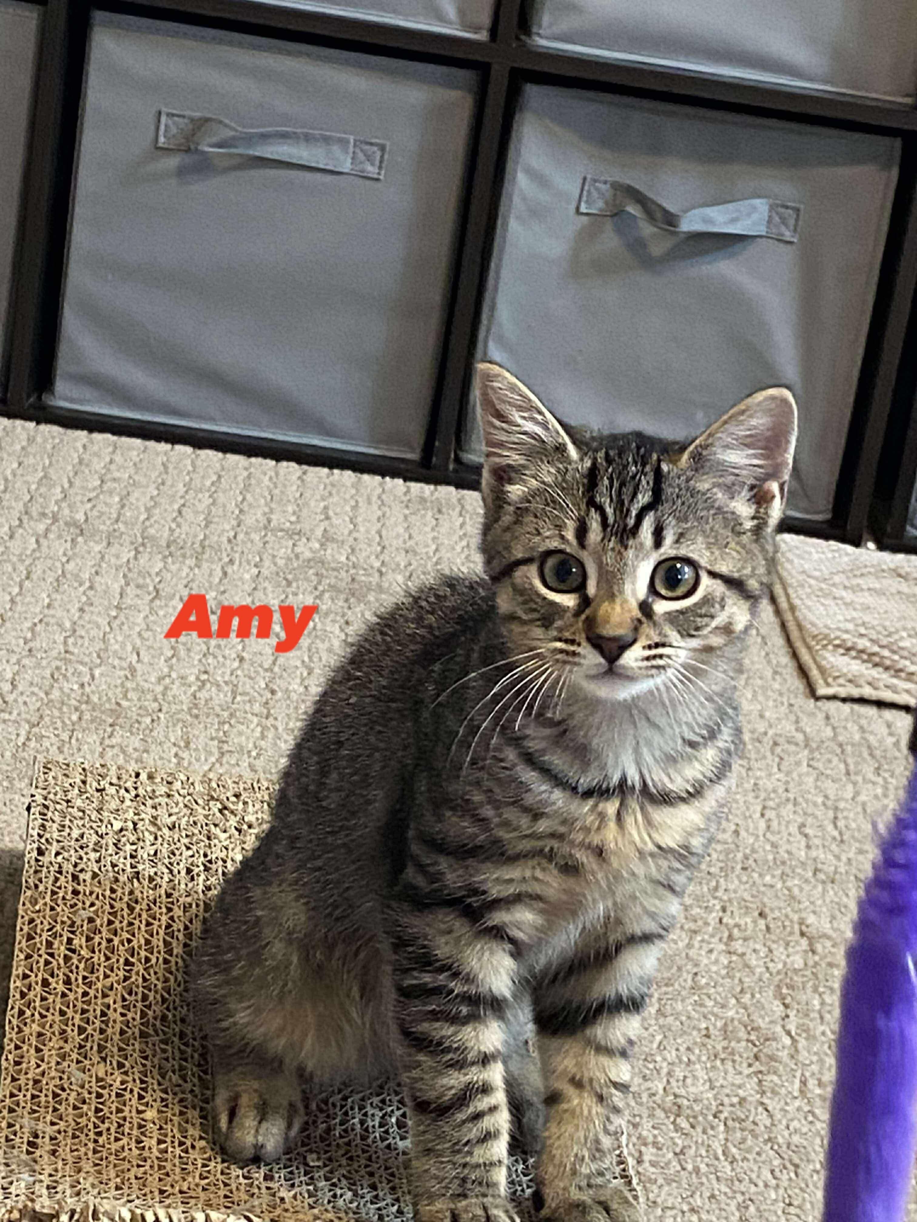 Enlarge Amy, a Adopted mixed breed in BREINIGSVILLE, PA image 3/6