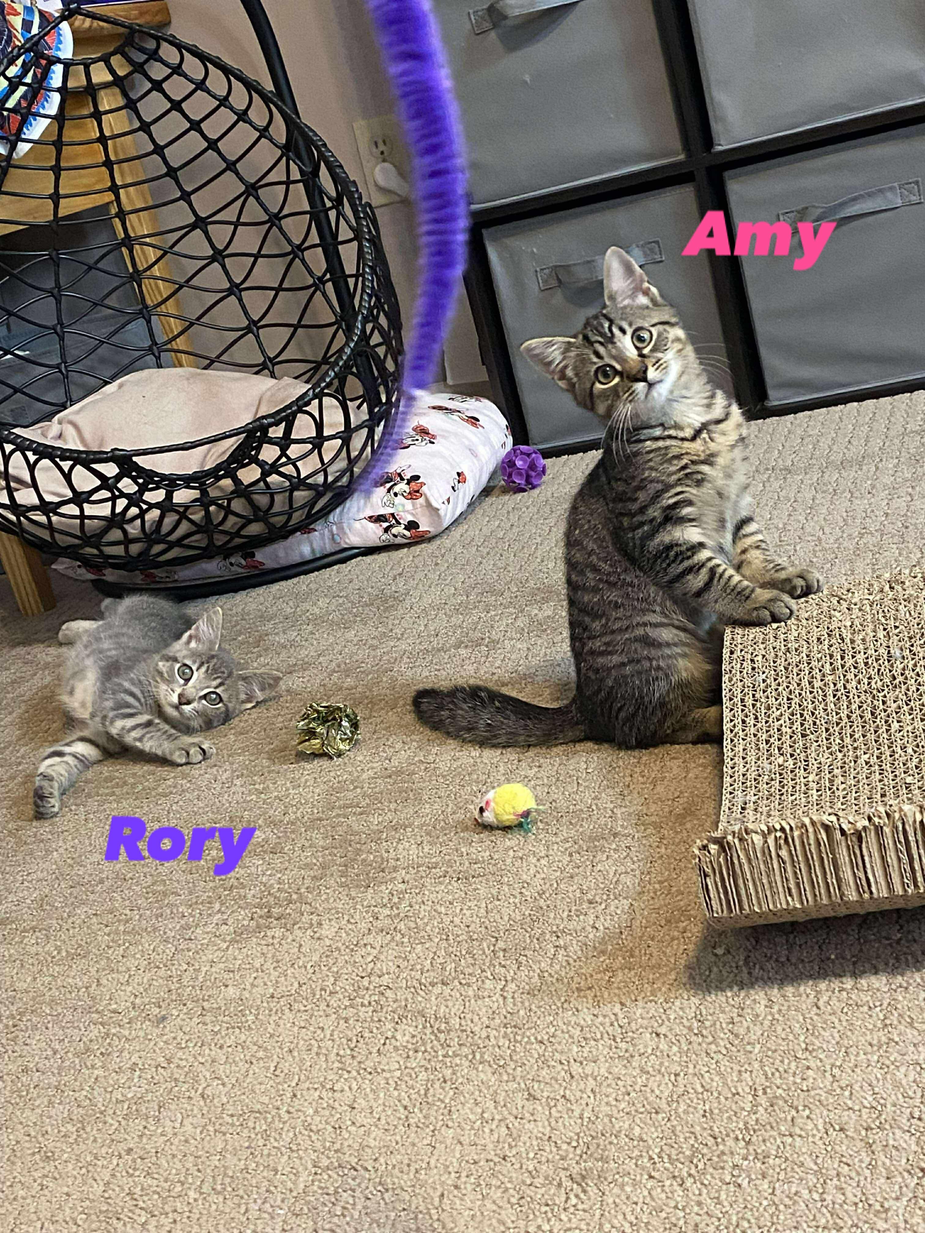 Enlarge Amy, a Adopted mixed breed in BREINIGSVILLE, PA image 4/6