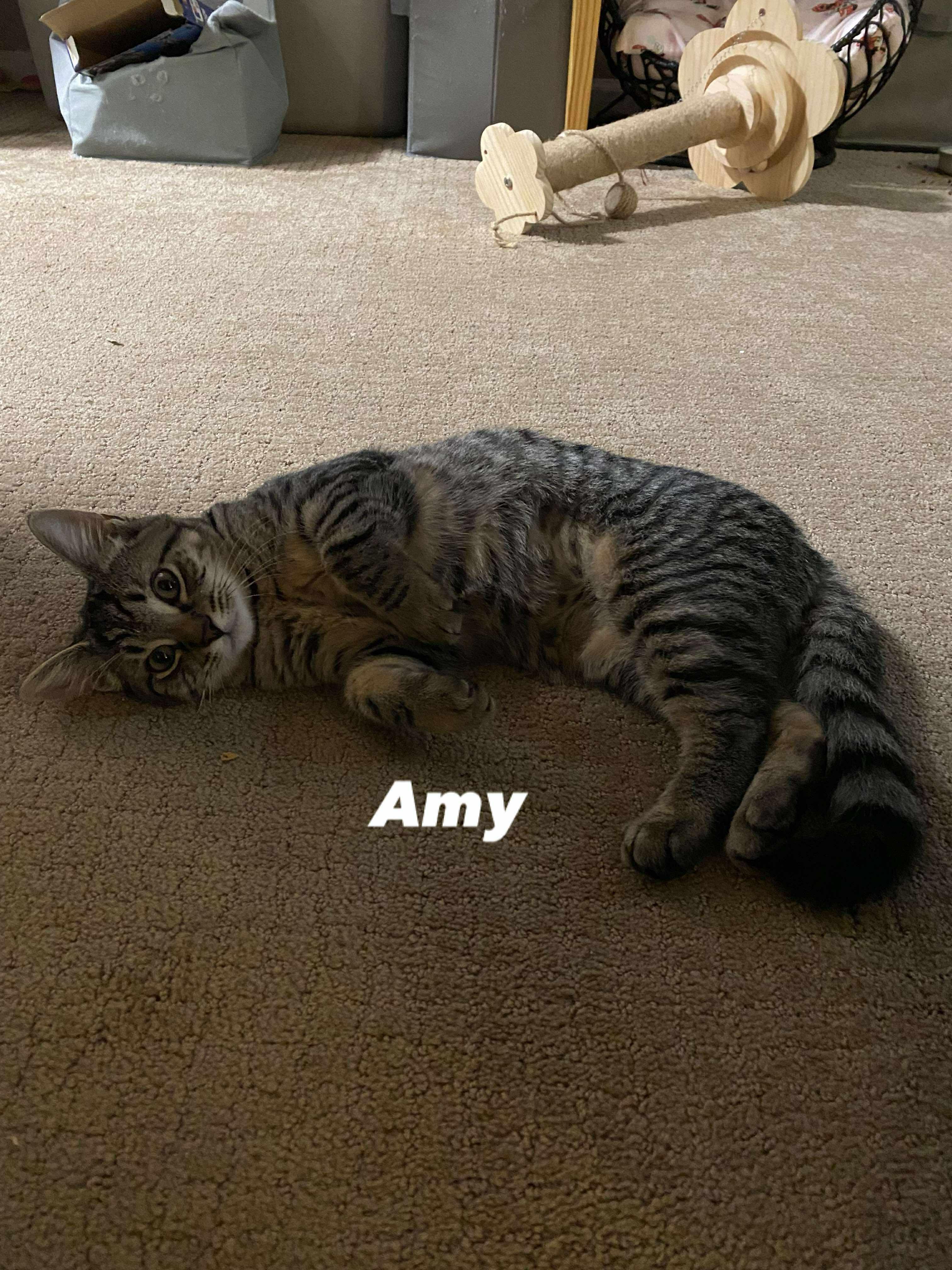 Enlarge Amy, a Adopted mixed breed in BREINIGSVILLE, PA image 6/6