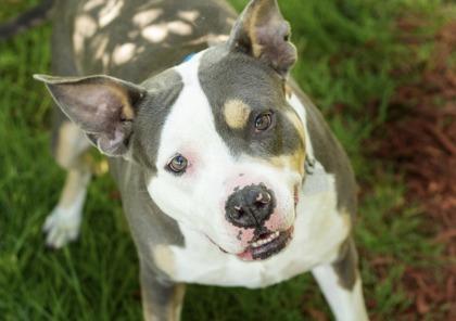 Adele, ADOPTABLE, Adult Female Mixed Breed.