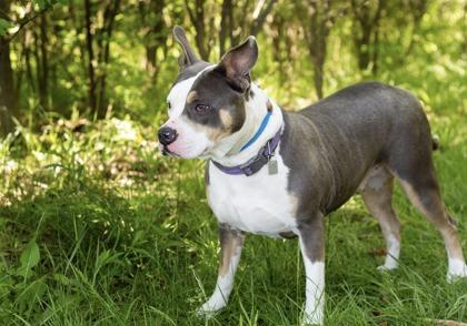 Adele, a ADOPTABLE Mixed Breed in Hamilton, OH image 3/3