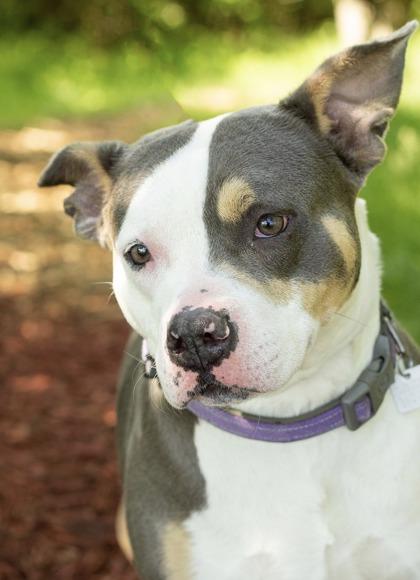 Adele, a ADOPTABLE Mixed Breed in Hamilton, OH image 2/3