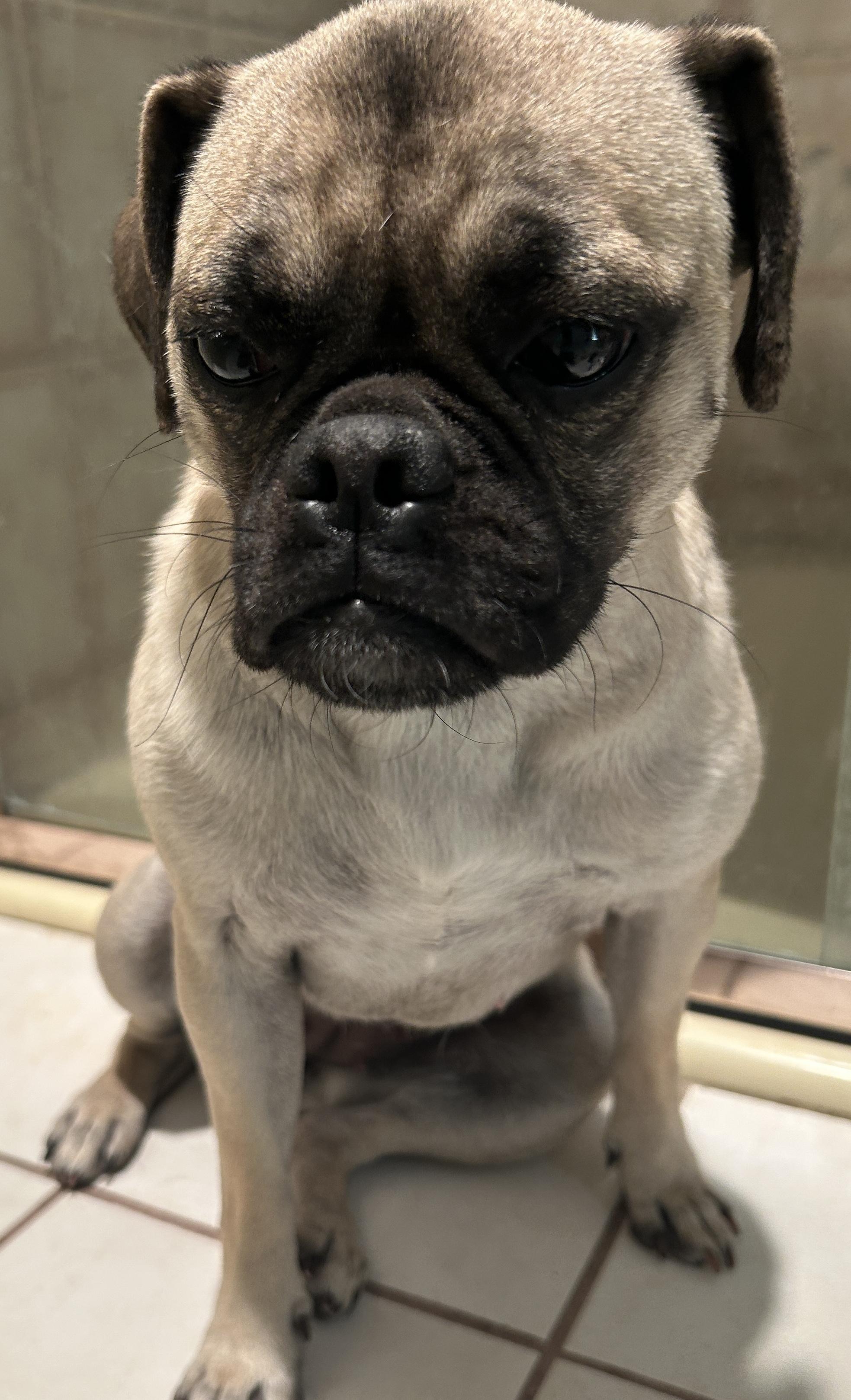 Enlarge PENNY , a ADOPTABLE Pug in El Cajon, CA image 5/6