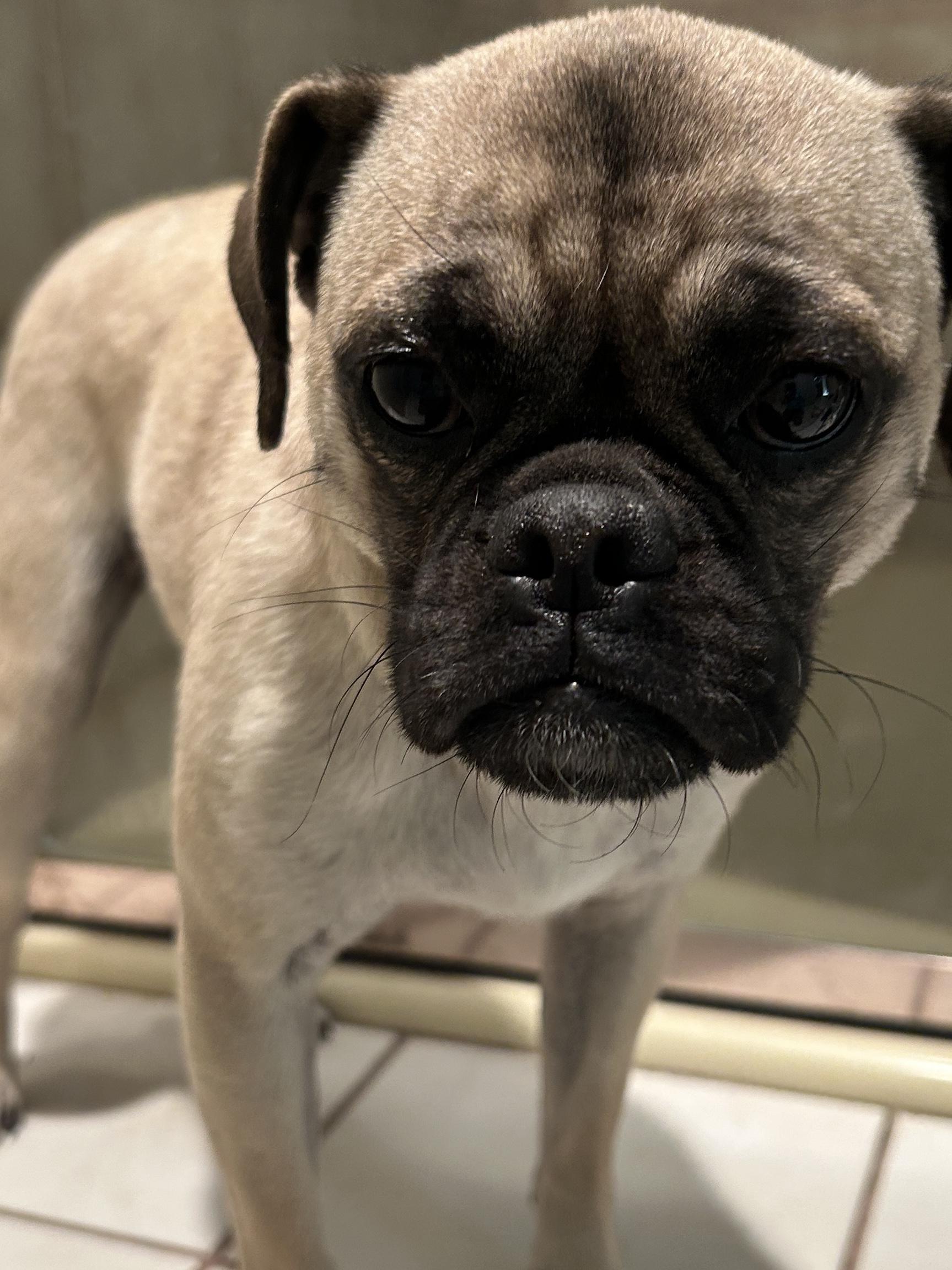 Enlarge PENNY , a ADOPTABLE Pug in El Cajon, CA image 6/6