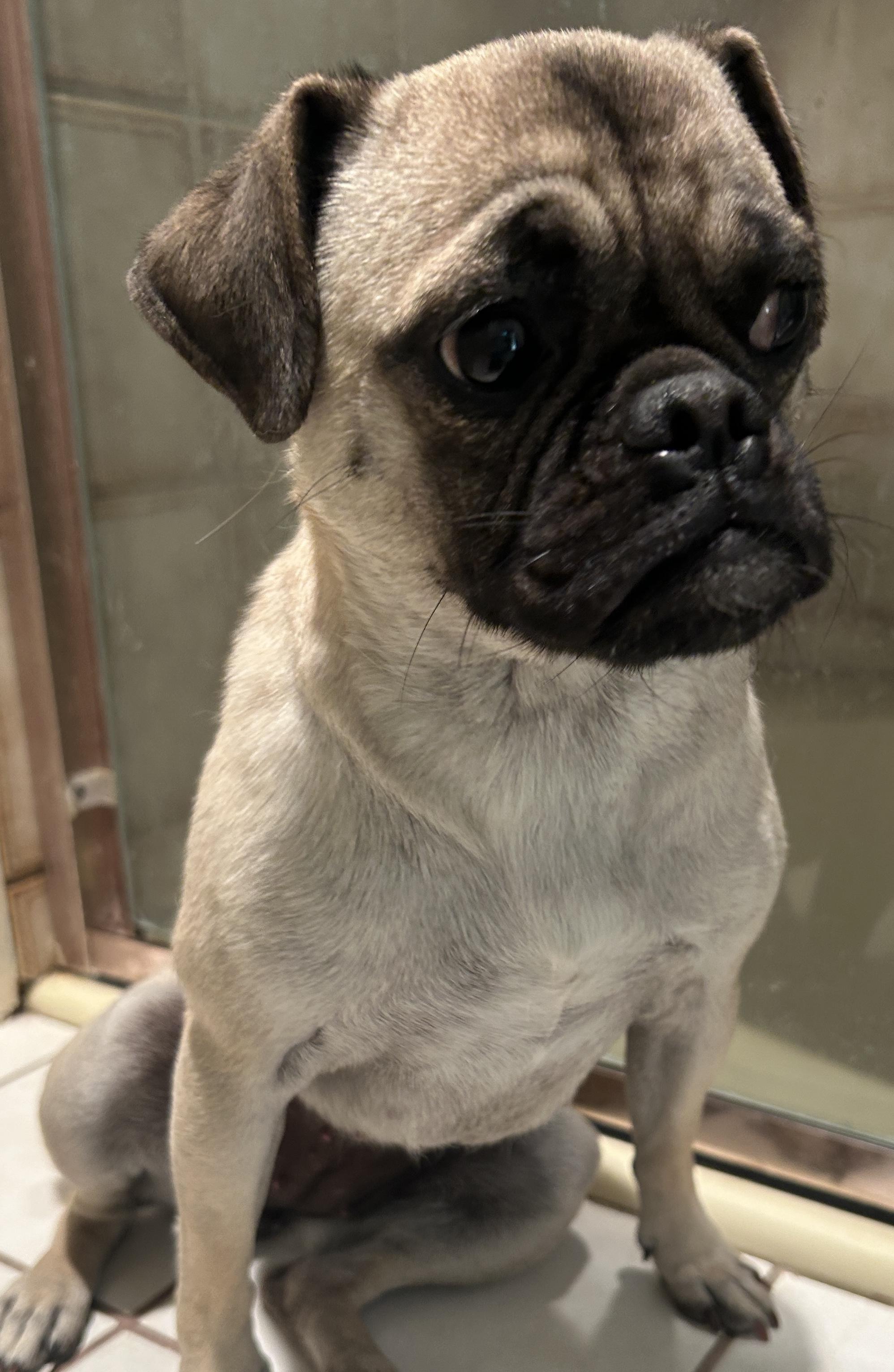 Enlarge PENNY , a ADOPTABLE Pug in El Cajon, CA image 4/6