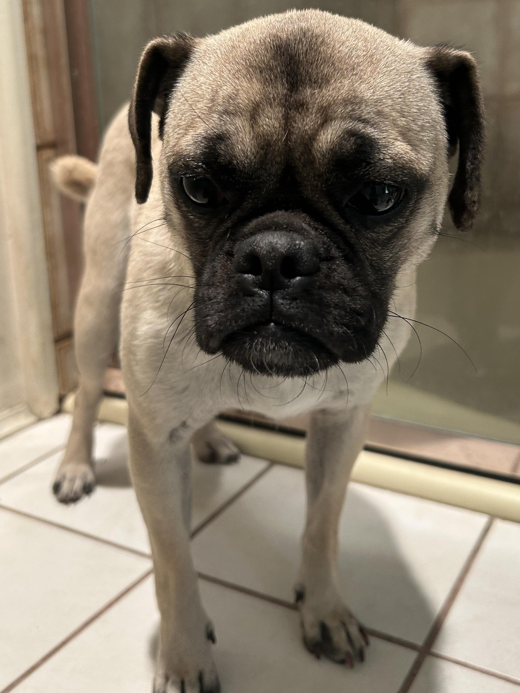 Enlarge PENNY , a ADOPTABLE Pug in El Cajon, CA image 3/6