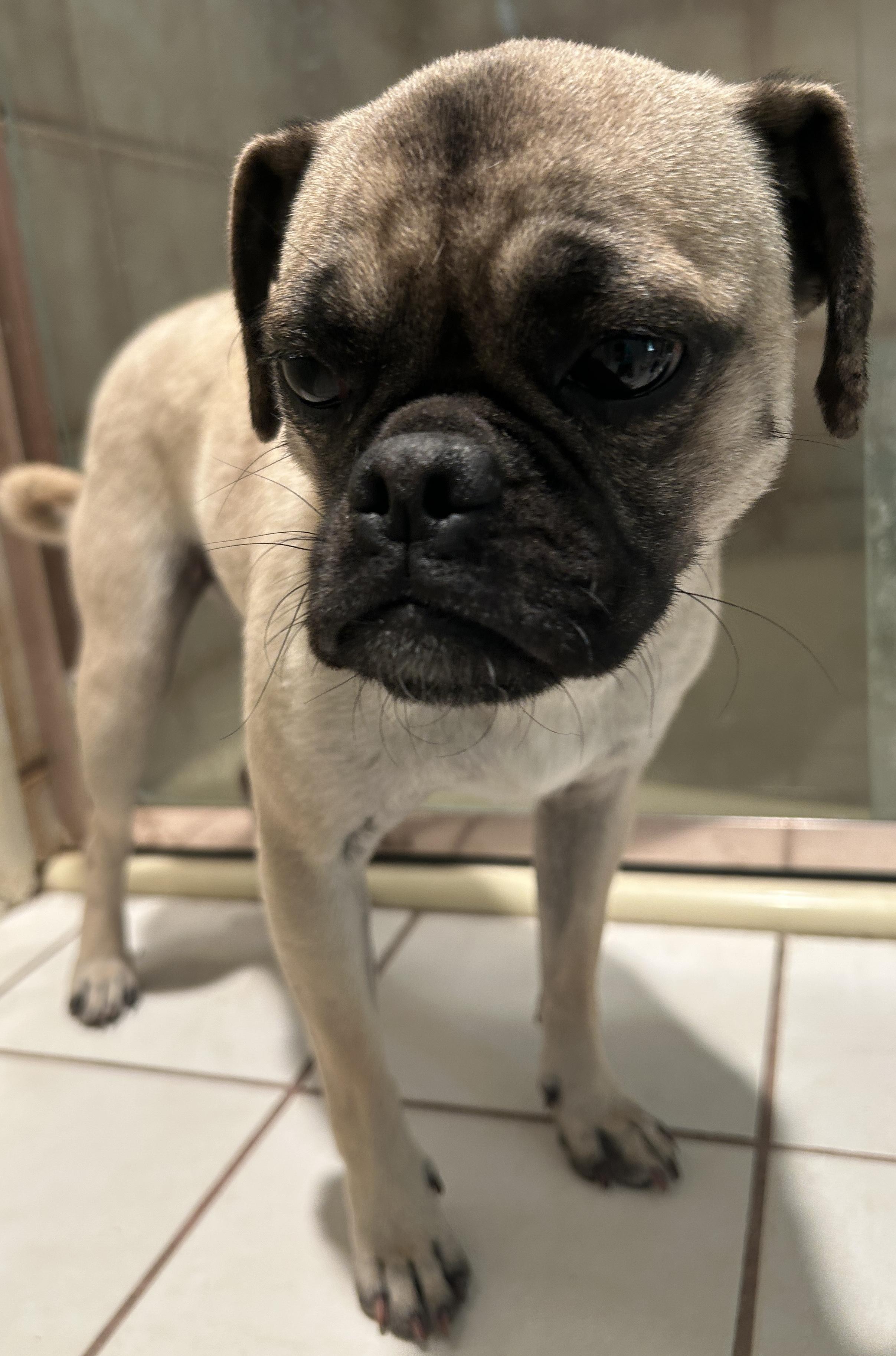 PENNY , ADOPTABLE, Young Female Pug.