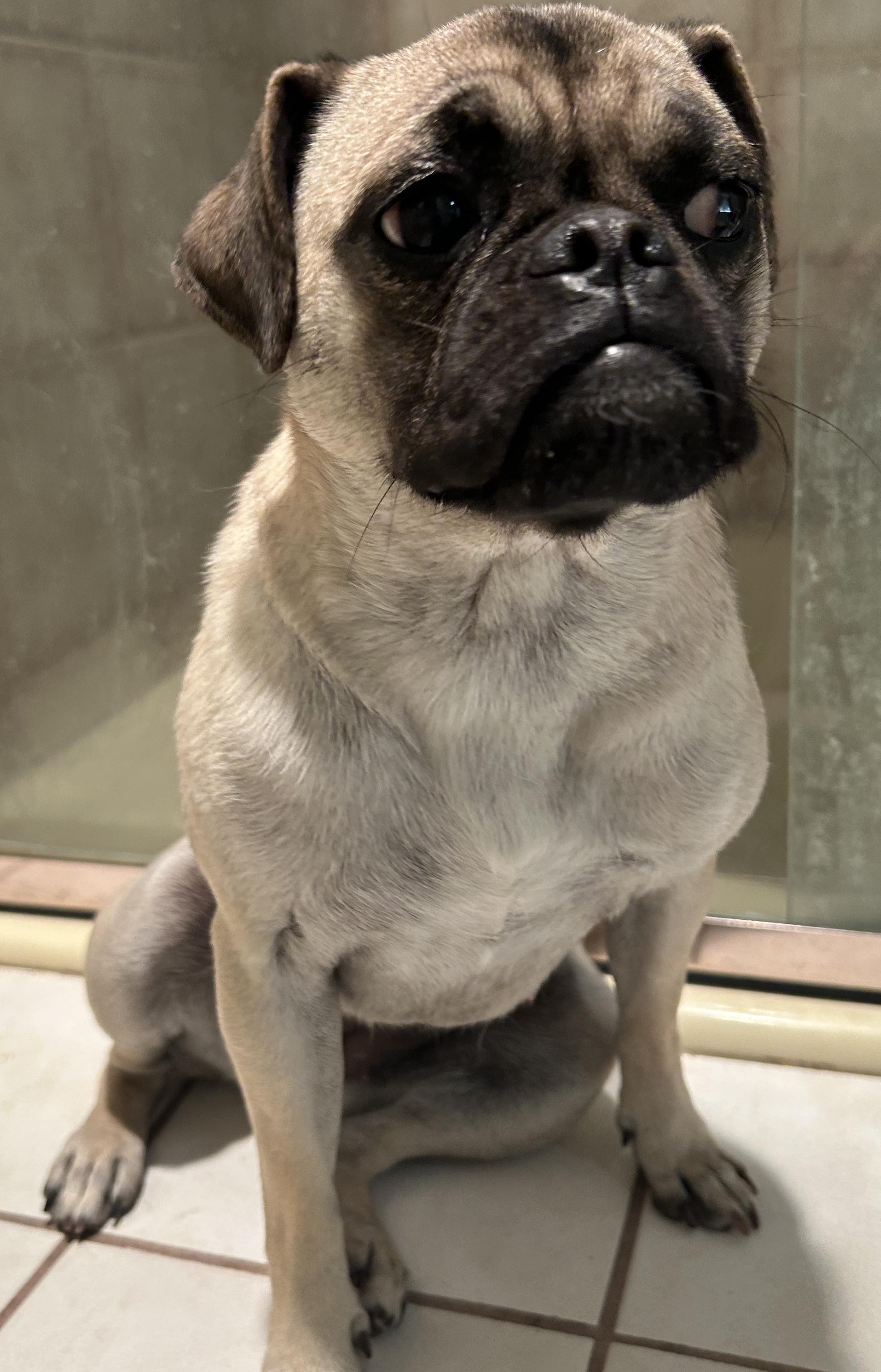 Enlarge PENNY , a ADOPTABLE Pug in El Cajon, CA image 2/6