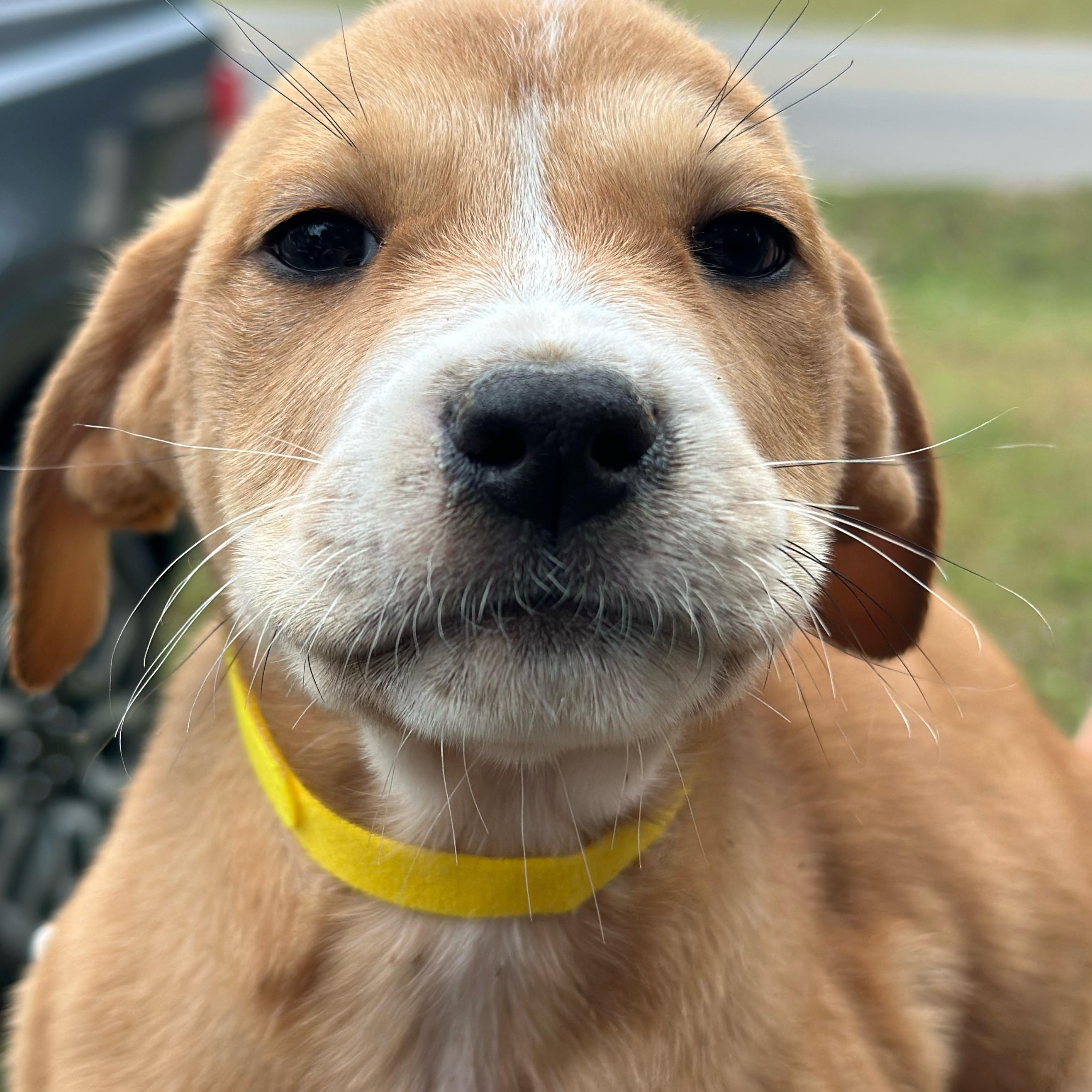 Enlarge Arista, an adopted mixed breed in Suffield, CT image 2/2