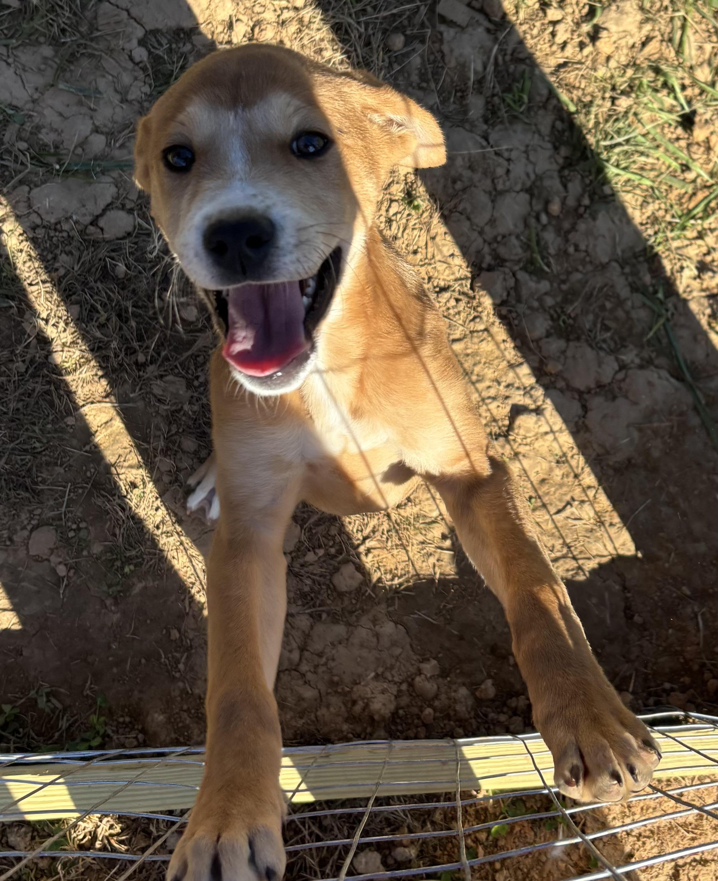 Enlarge Arista, an adopted mixed breed in Suffield, CT image 1/2