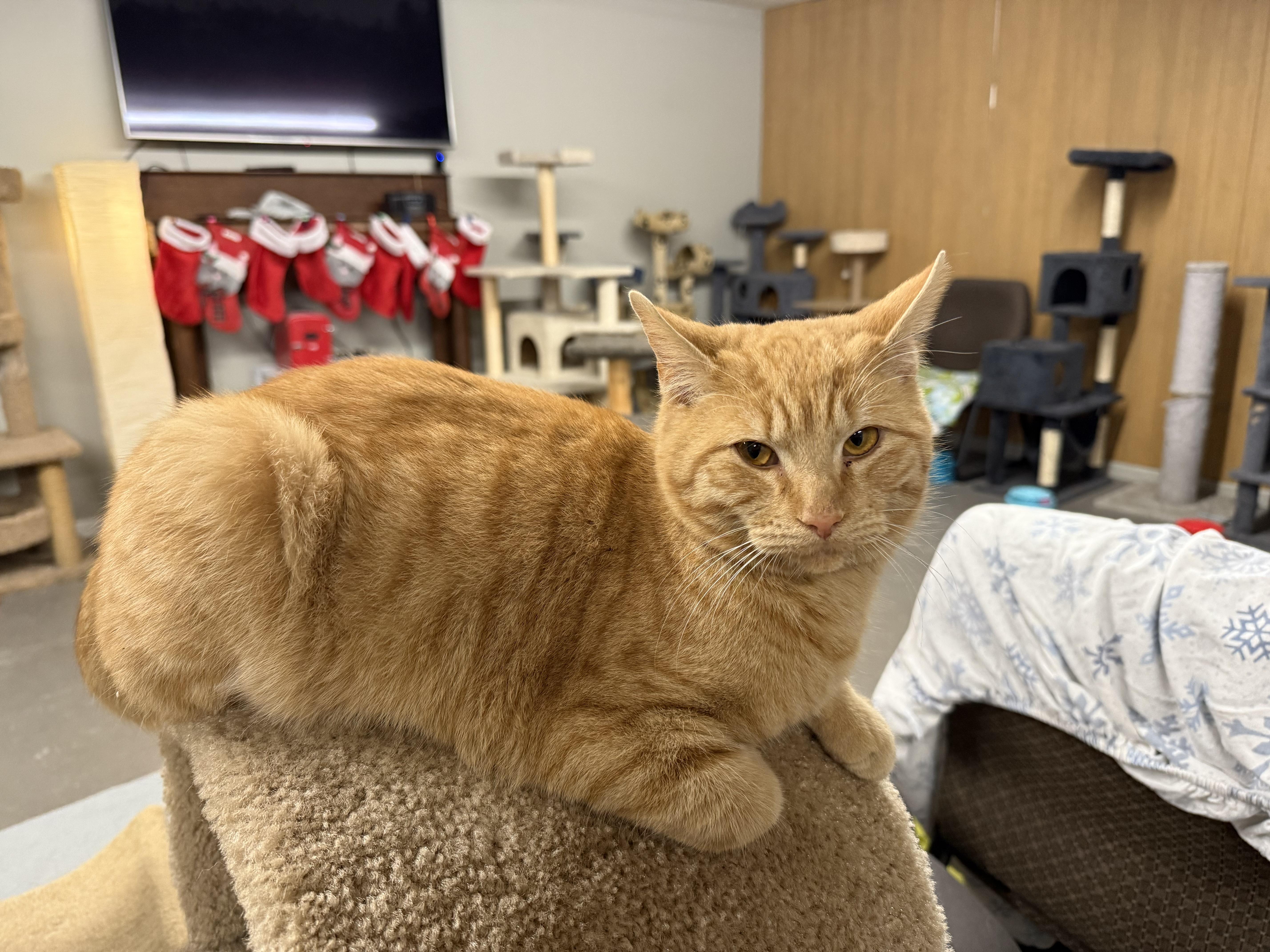 Eddie, adoptable, Young Male Domestic Short Hair.