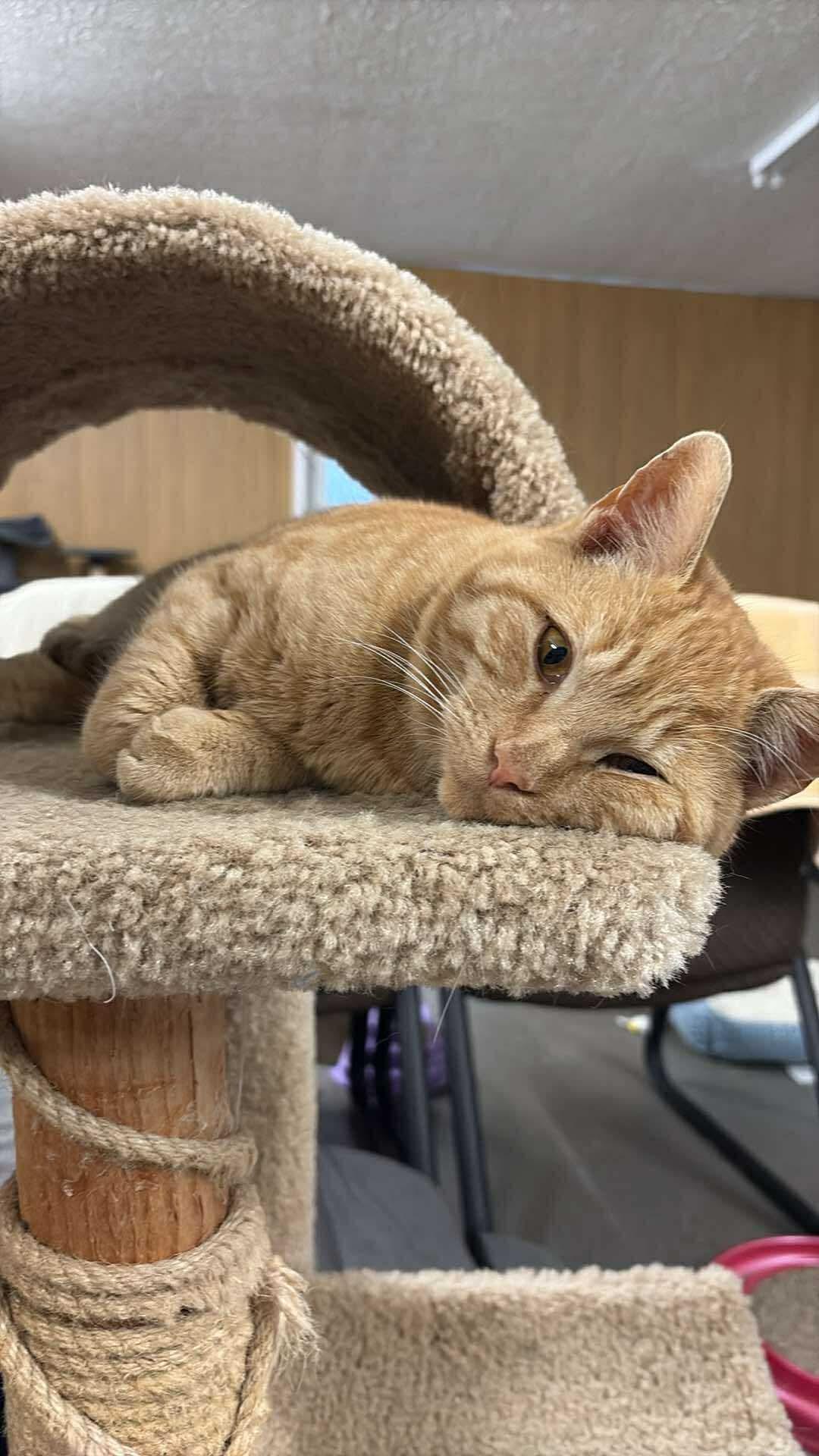 Enlarge Eddie, an adoptable mixed breed in Massillon , OH image 2/6