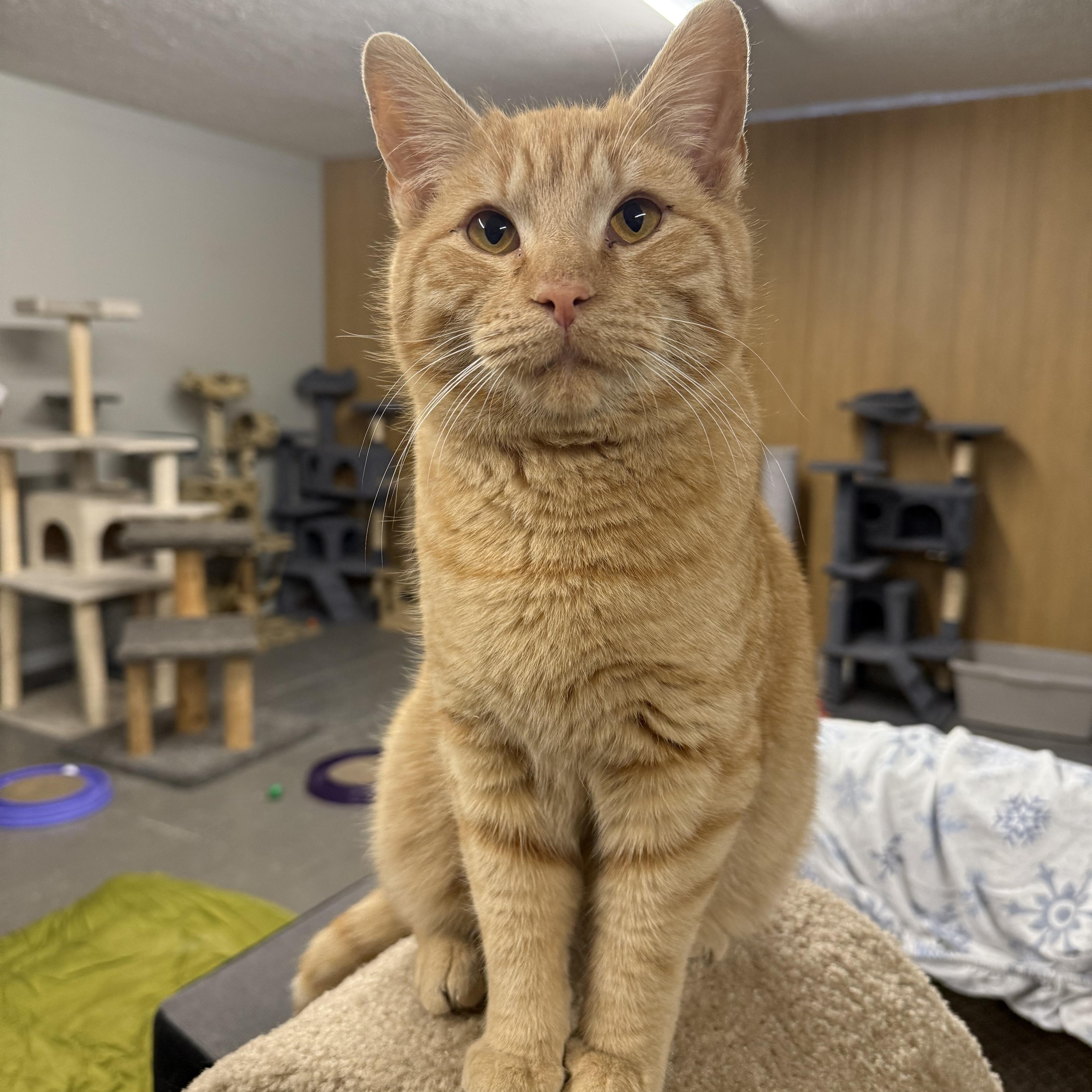 Enlarge Eddie, an adoptable mixed breed in Massillon , OH image 3/6