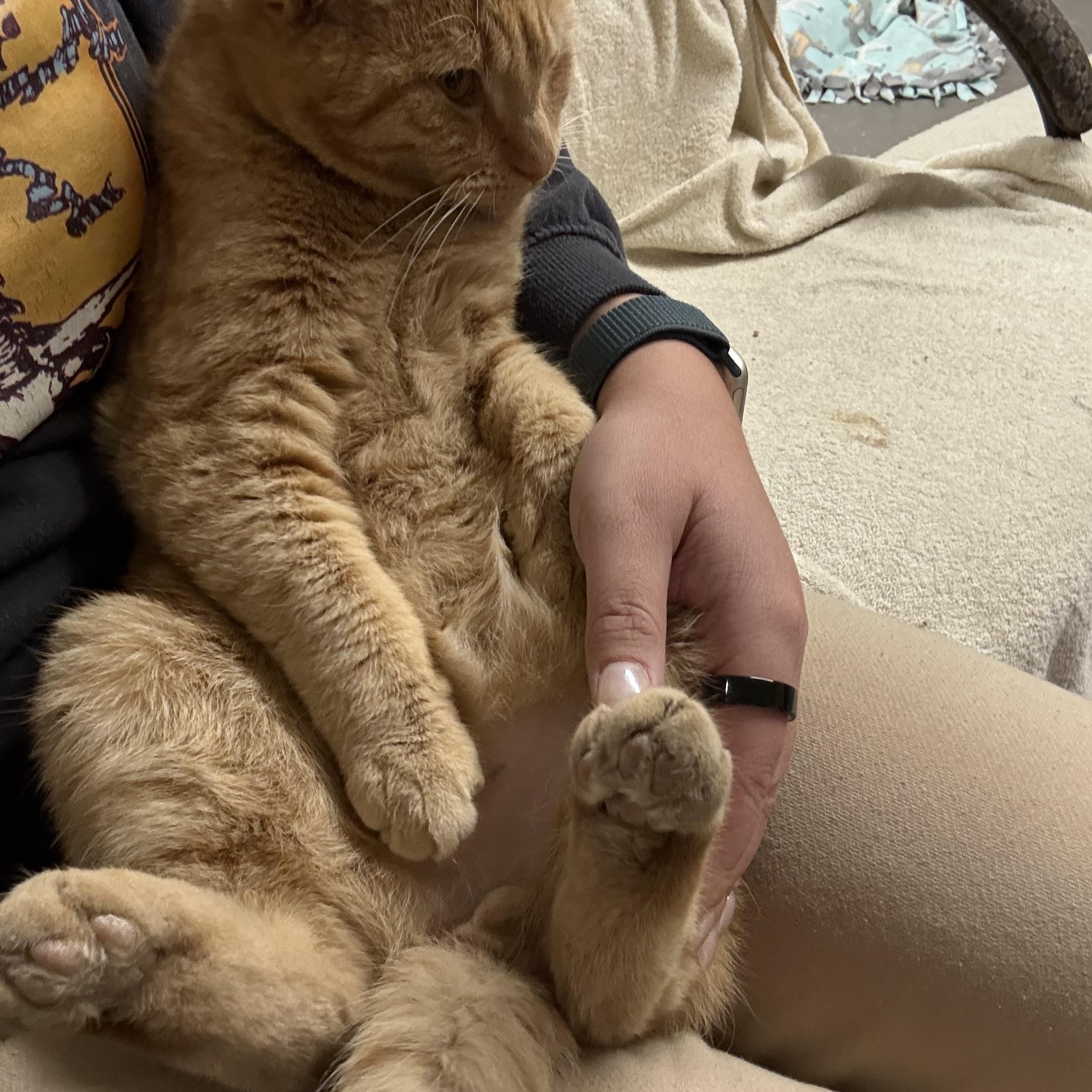 Enlarge Eddie, an adoptable mixed breed in Massillon , OH image 4/6