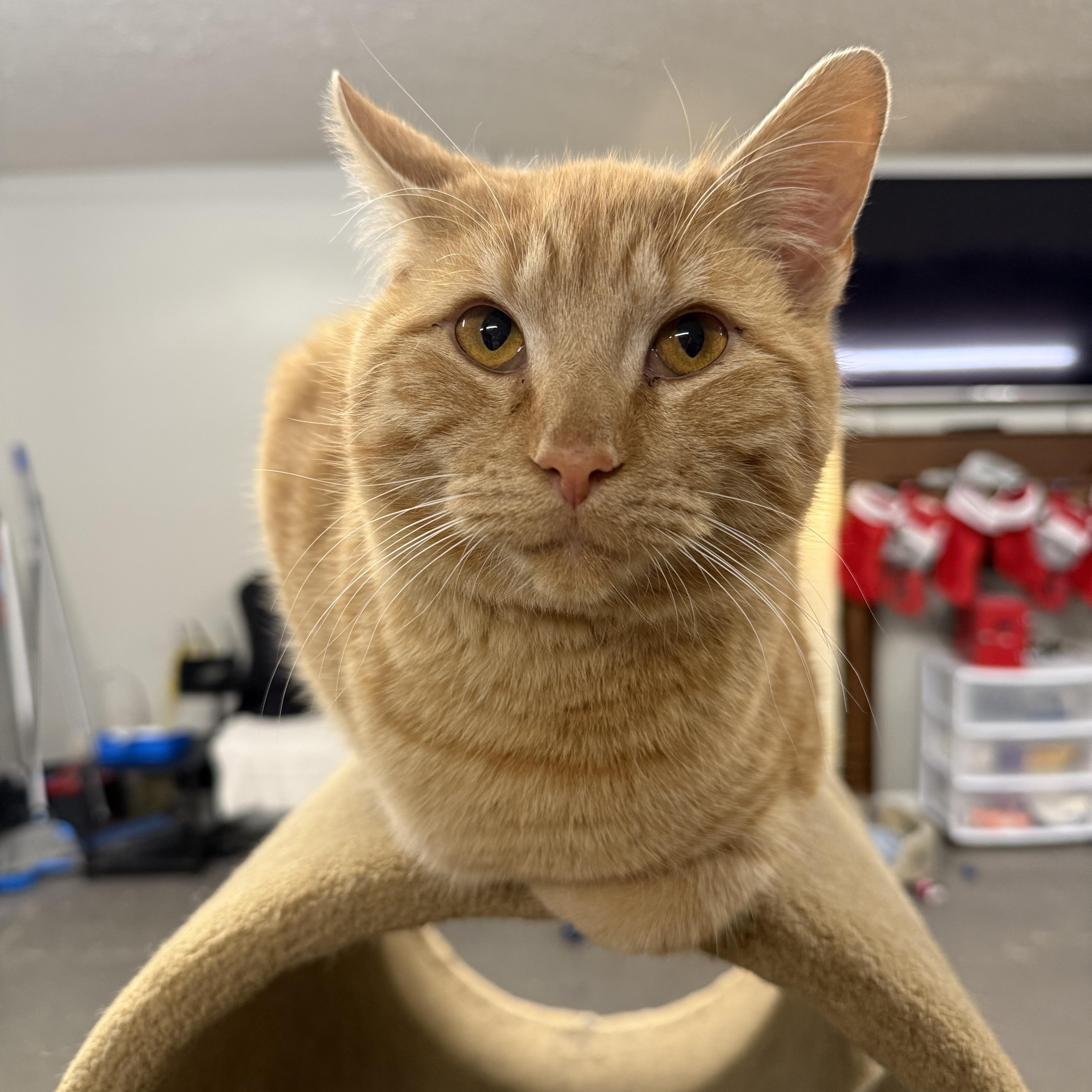 Enlarge Eddie, an adoptable mixed breed in Massillon , OH image 5/6