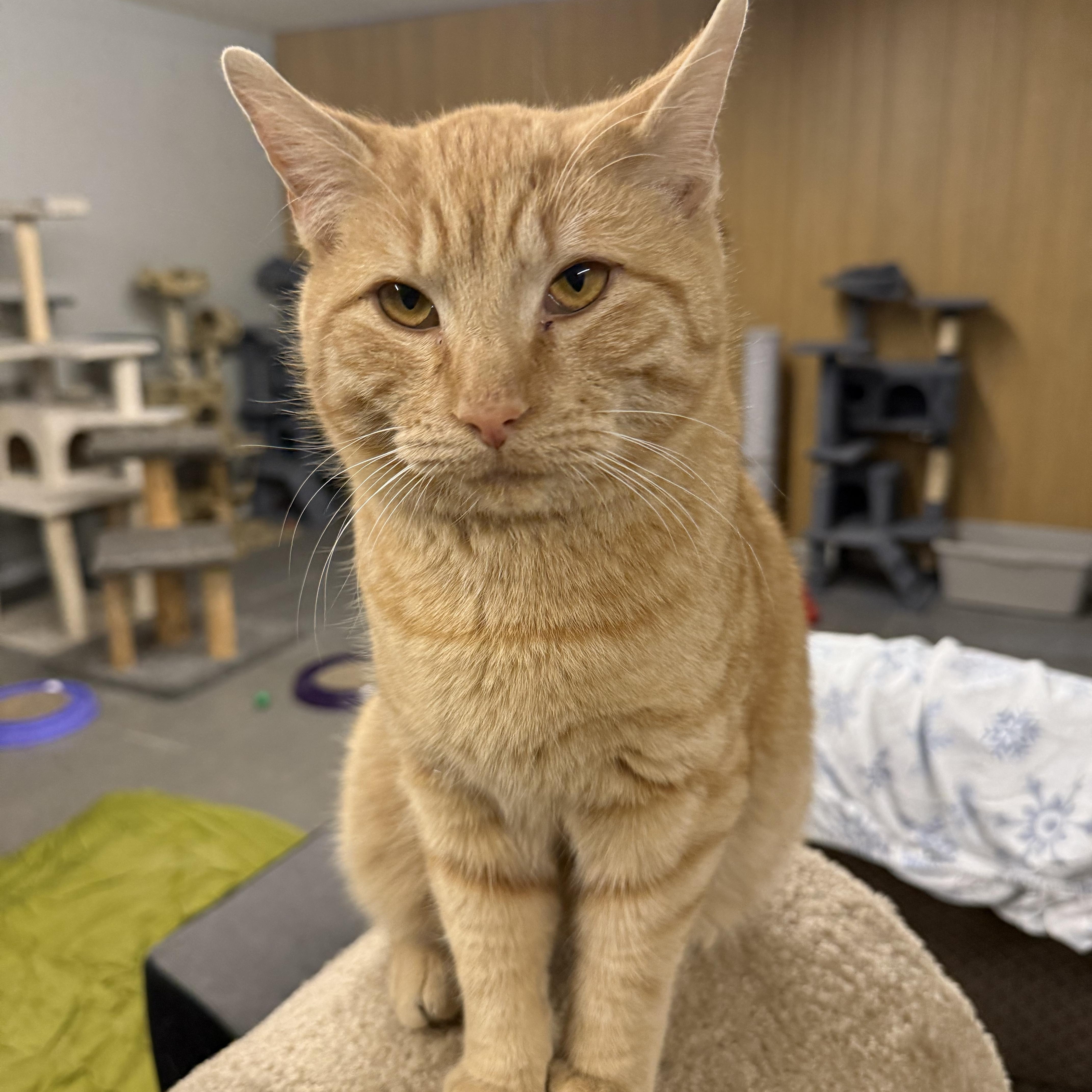 Enlarge Eddie, an adoptable mixed breed in Massillon , OH image 6/6