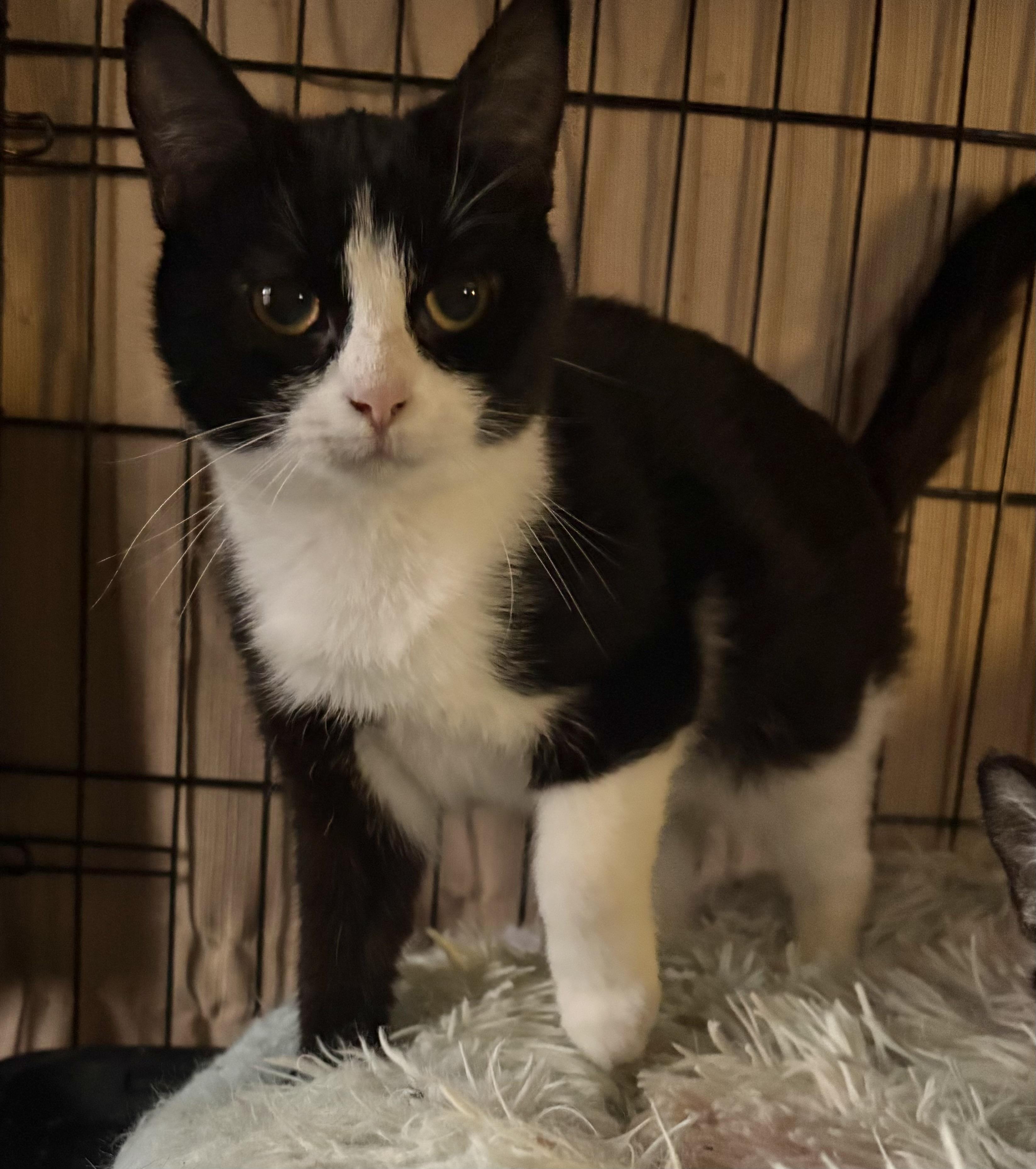 Habanero, adoptable, Kitten Female Domestic Short Hair.