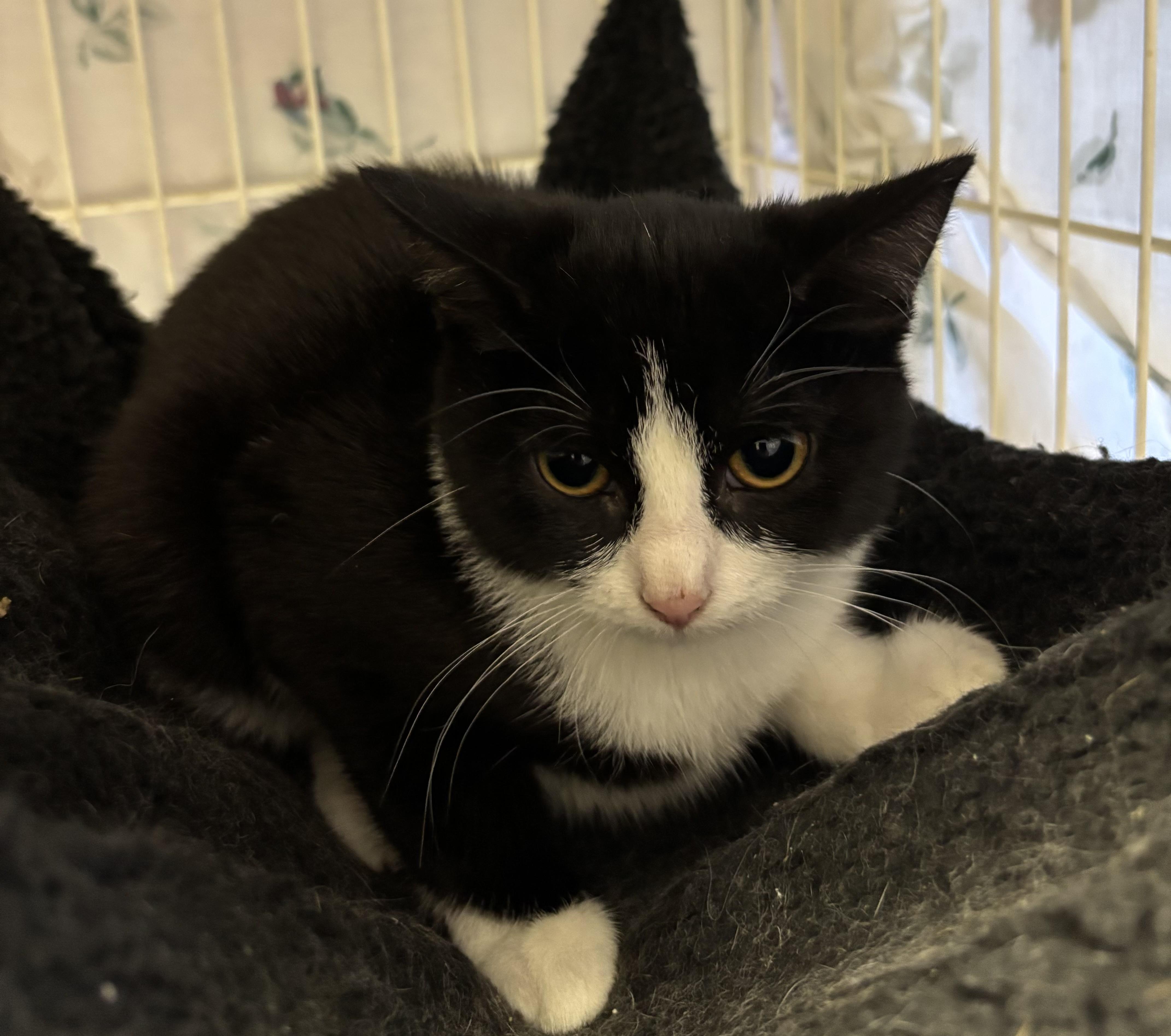 Enlarge Habanero, an adoptable Domestic Short Hair in Hamburg, NY image 2/3