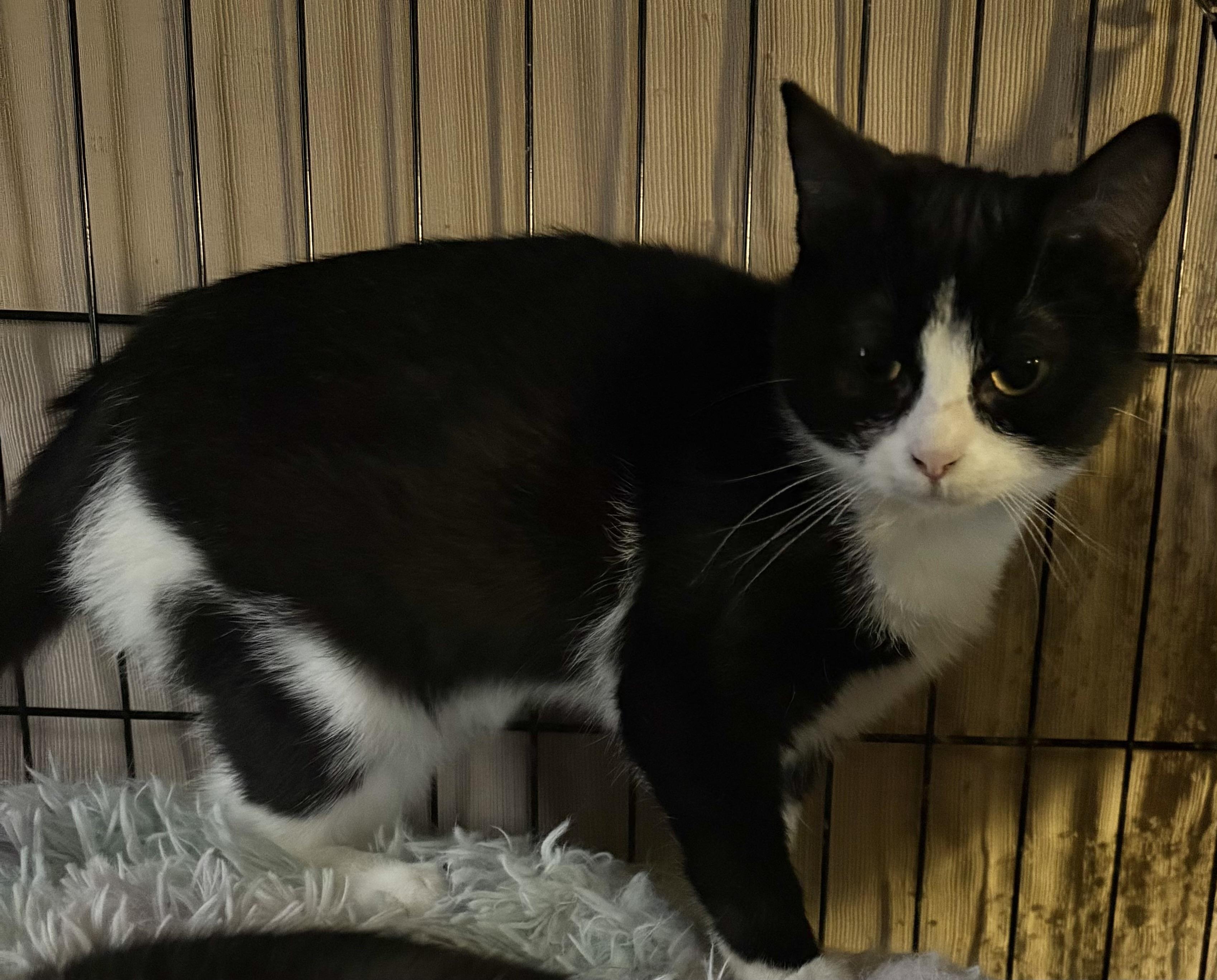 Enlarge Habanero, an adoptable Domestic Short Hair in Hamburg, NY image 3/3