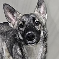 Hazel Ray - URGENT - 24-HOUR NOTICE, Adoptable, Puppy Female Shepherd.