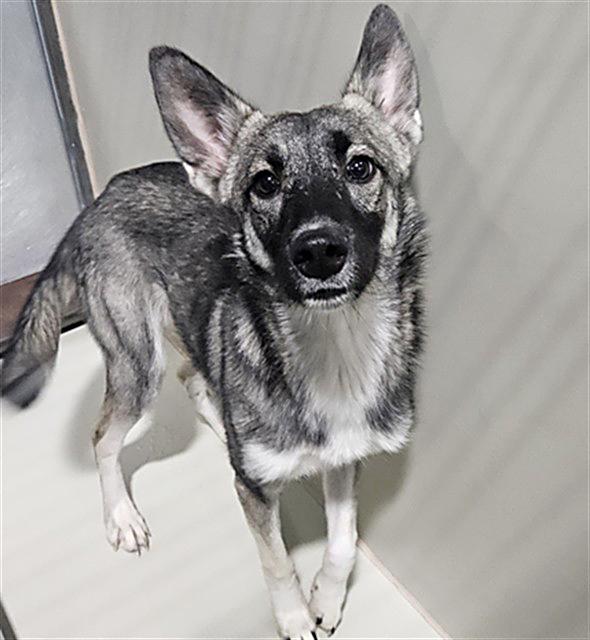 Enlarge Hazel Ray - URGENT - 24-HOUR NOTICE, a Adoptable mixed breed in Thousand Oaks, CA image 2/2