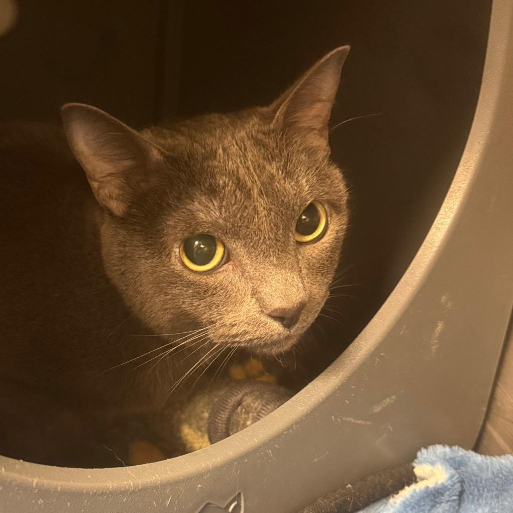 Missy, ADOPTABLE, Adult Female Domestic Short Hair.
