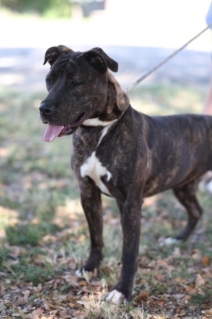Jazmine, Adoptable, Puppy Female Pit Bull Terrier & Mixed Breed.