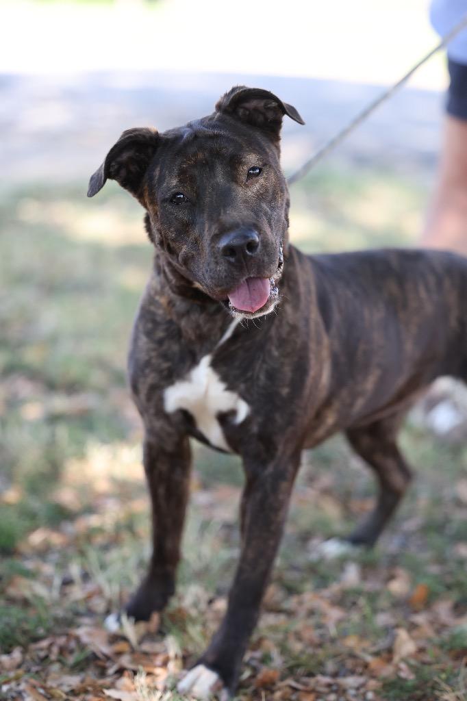 Enlarge Jazmine, a Adoptable mixed breed in Dyersburg, TN image 2/4