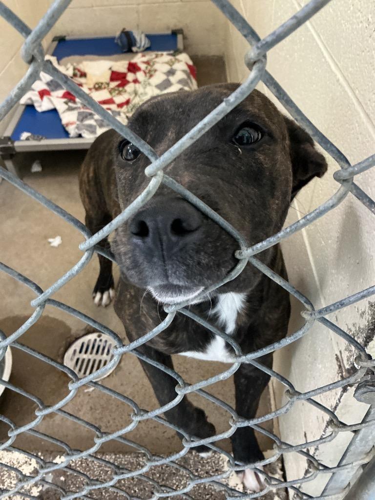 Jazmine, Adoptable, Puppy Female Pit Bull Terrier & Mixed Breed.