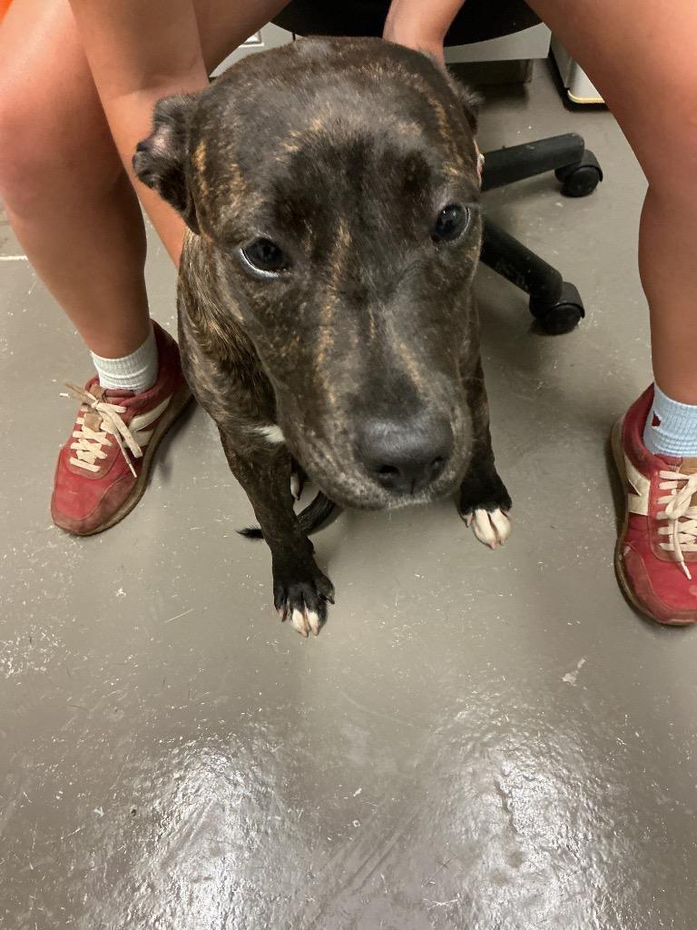 Jazmine, a Adoptable mixed breed in Dyersburg, TN image 2/2