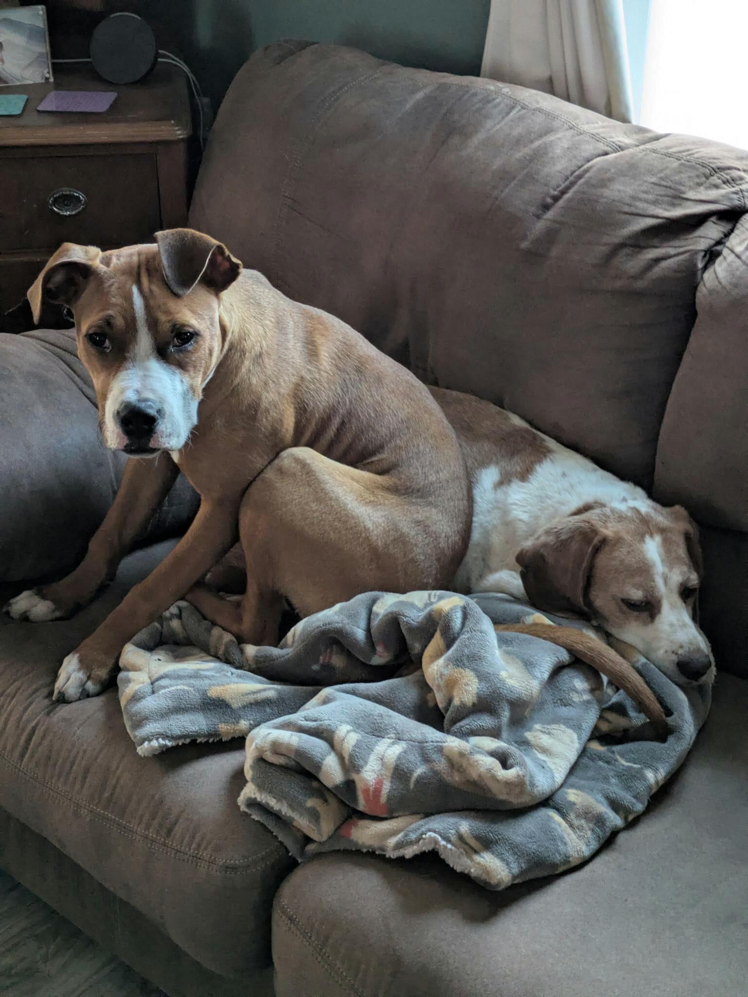 Jenny, Adoptable, Puppy Female Terrier.