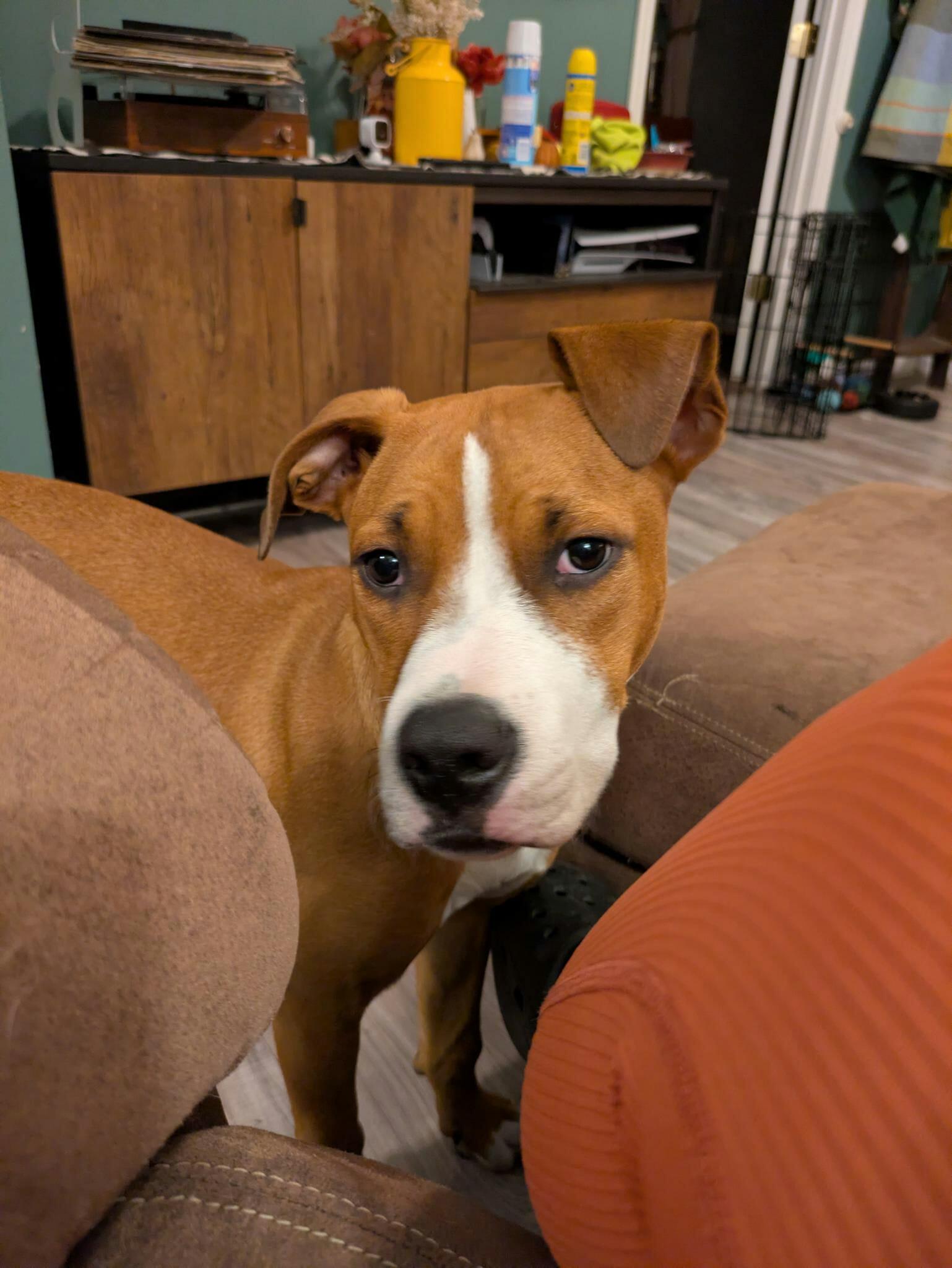 Jenny, a Adoptable Terrier in Waterloo, IA image 2/3