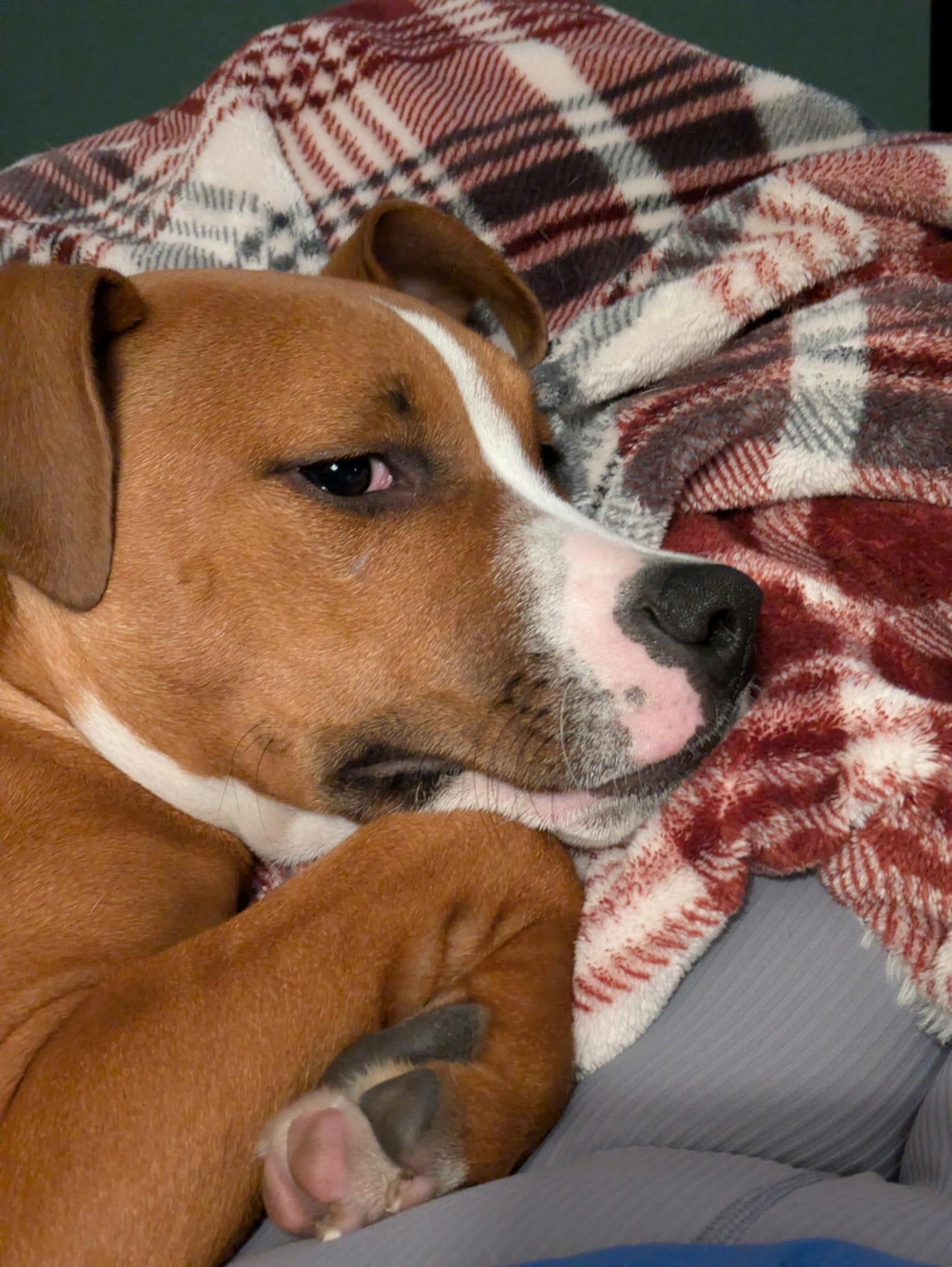 Jenny, a Adoptable Terrier in Waterloo, IA image 3/3