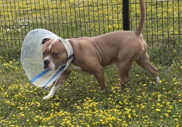 Harley, Adoptable, Adult Male Pit Bull Terrier.
