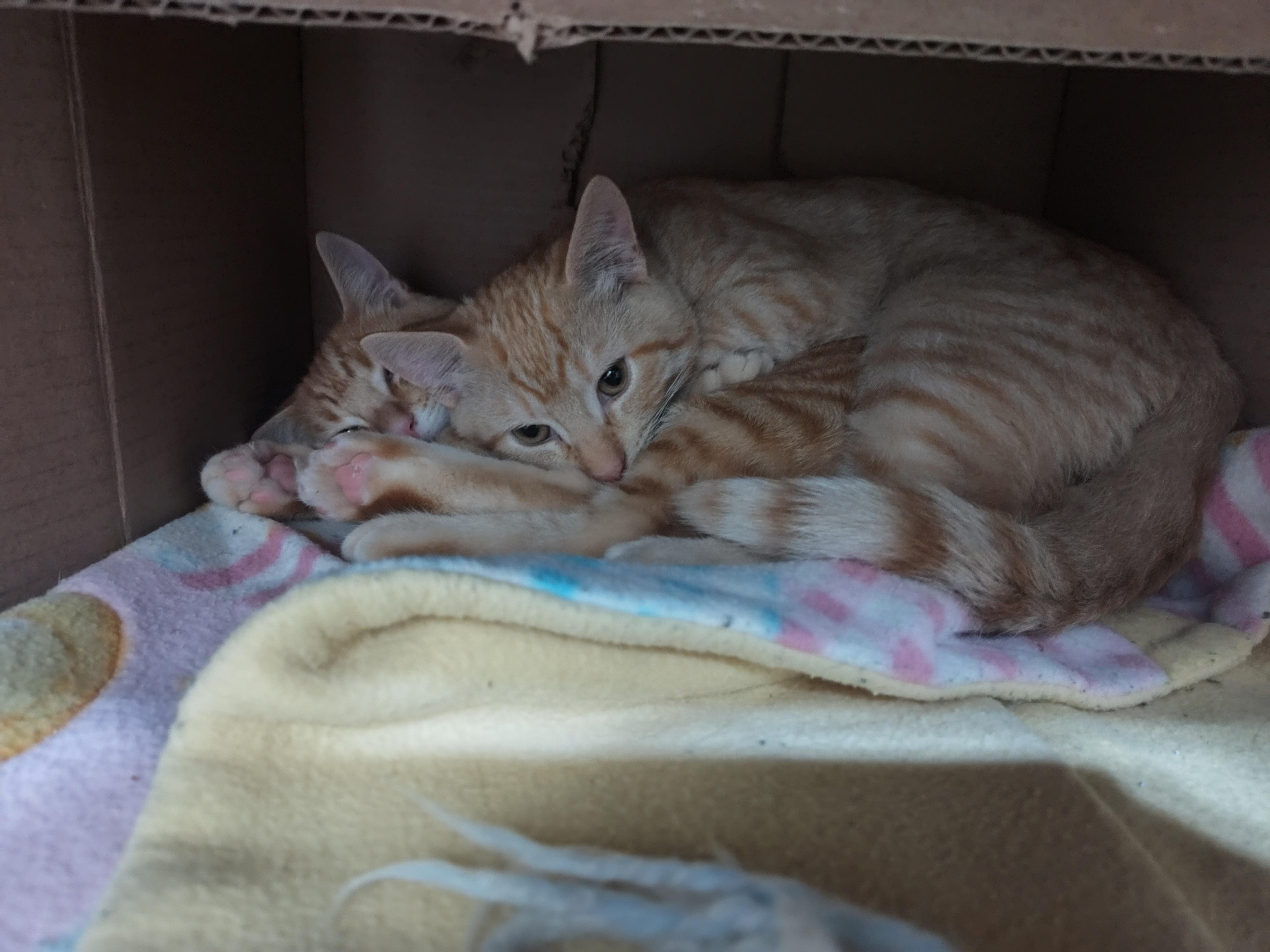 Tiger and Lemon, a ADOPTABLE Domestic Short Hair in Portland, OR image 4/5