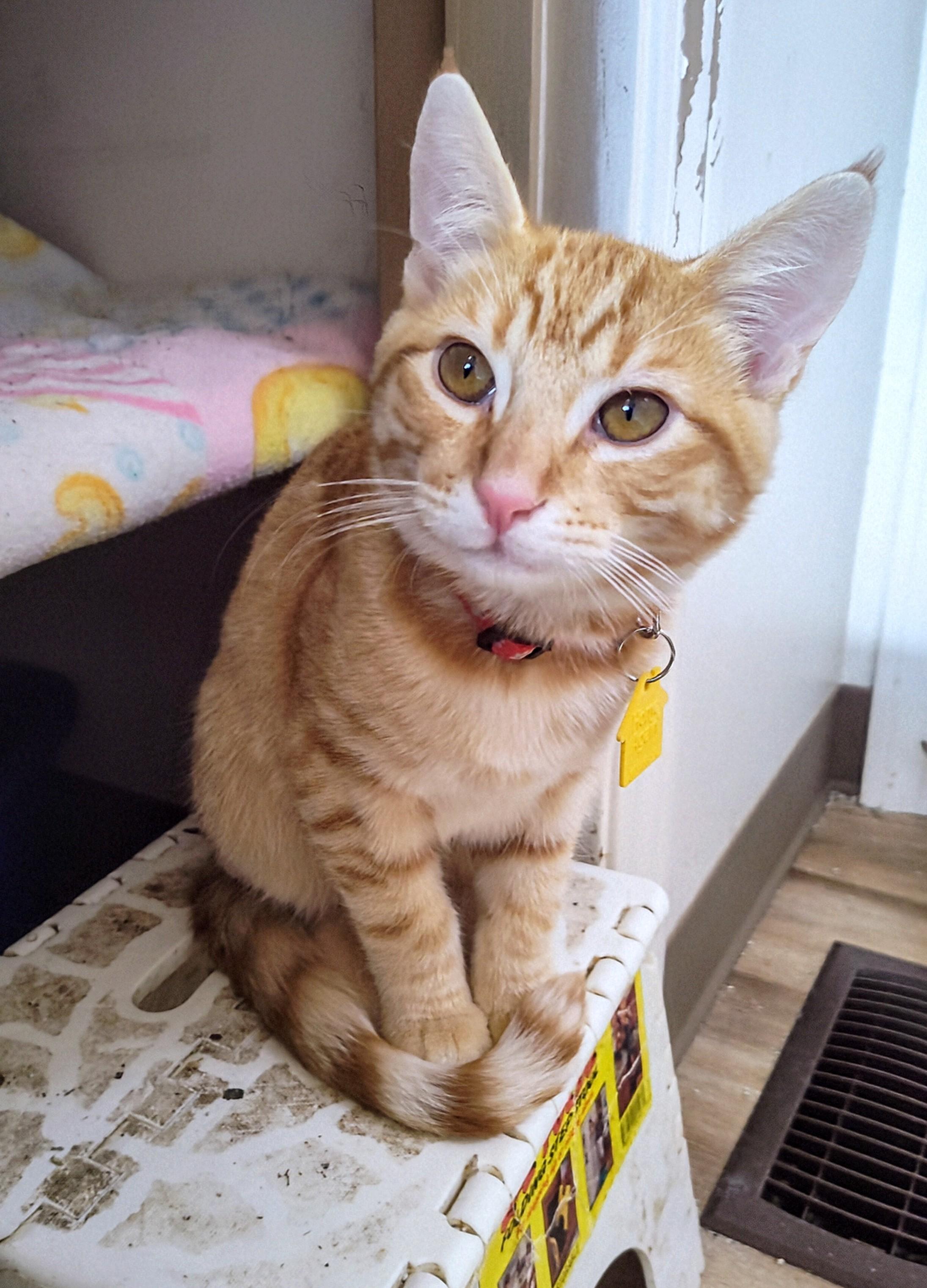 Tiger and Lemon, a ADOPTABLE Domestic Short Hair in Portland, OR image 2/5