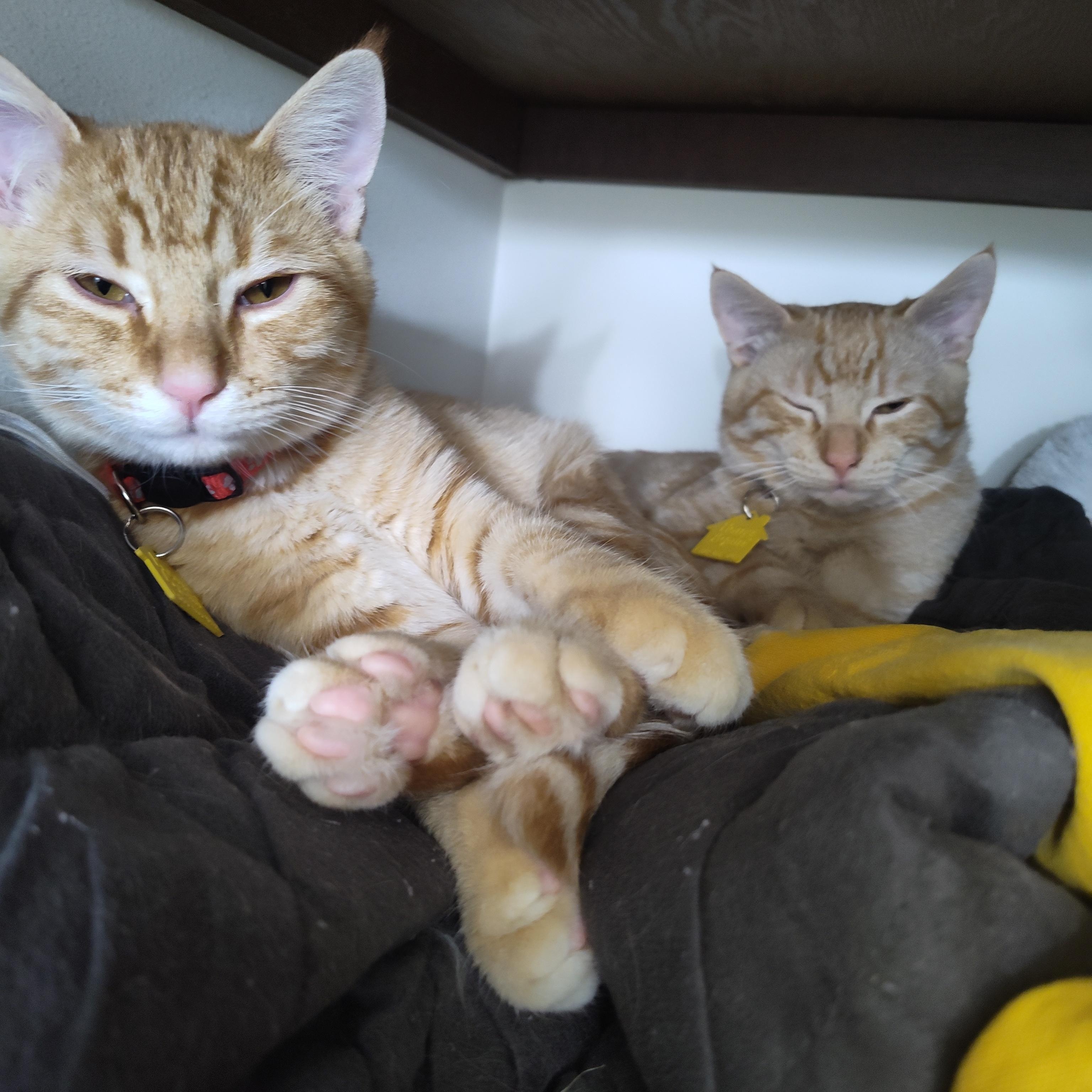 Tiger and Lemon, a ADOPTABLE Domestic Short Hair in Portland, OR image 5/5
