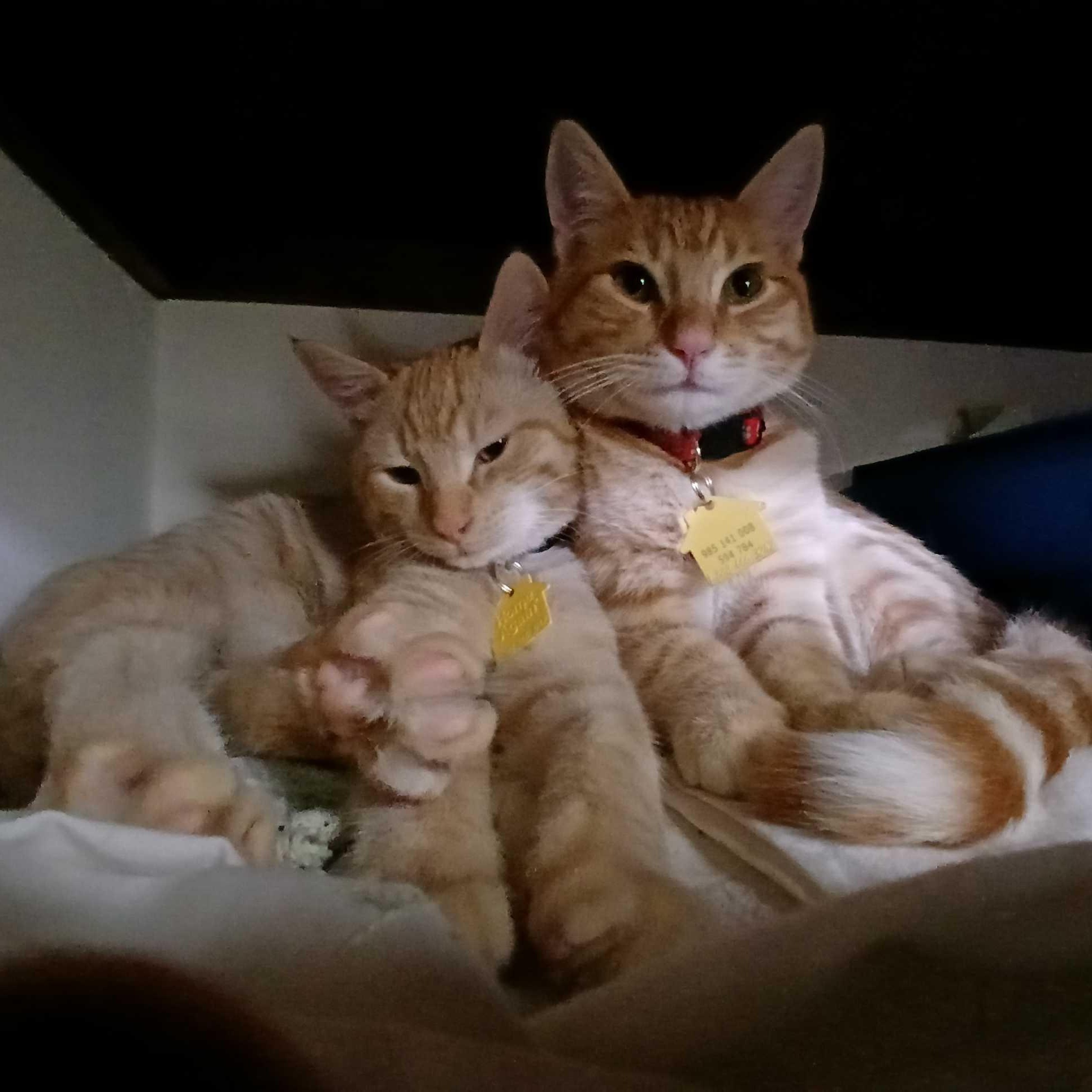 Tiger and Lemon, a ADOPTABLE Domestic Short Hair in Portland, OR image 1/5