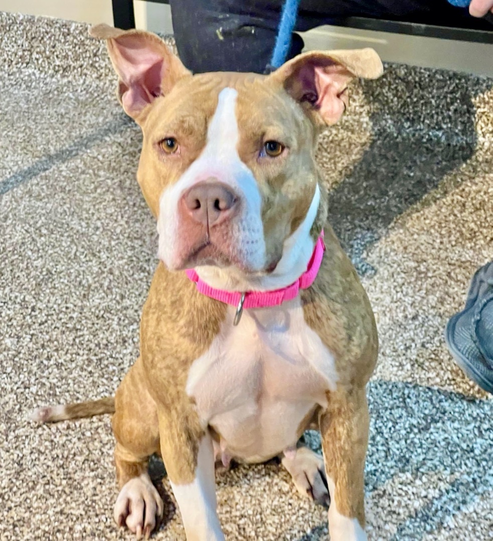 Dog for adoption Lula, a Staffordshire Bull Terrier in Hooksett, NH