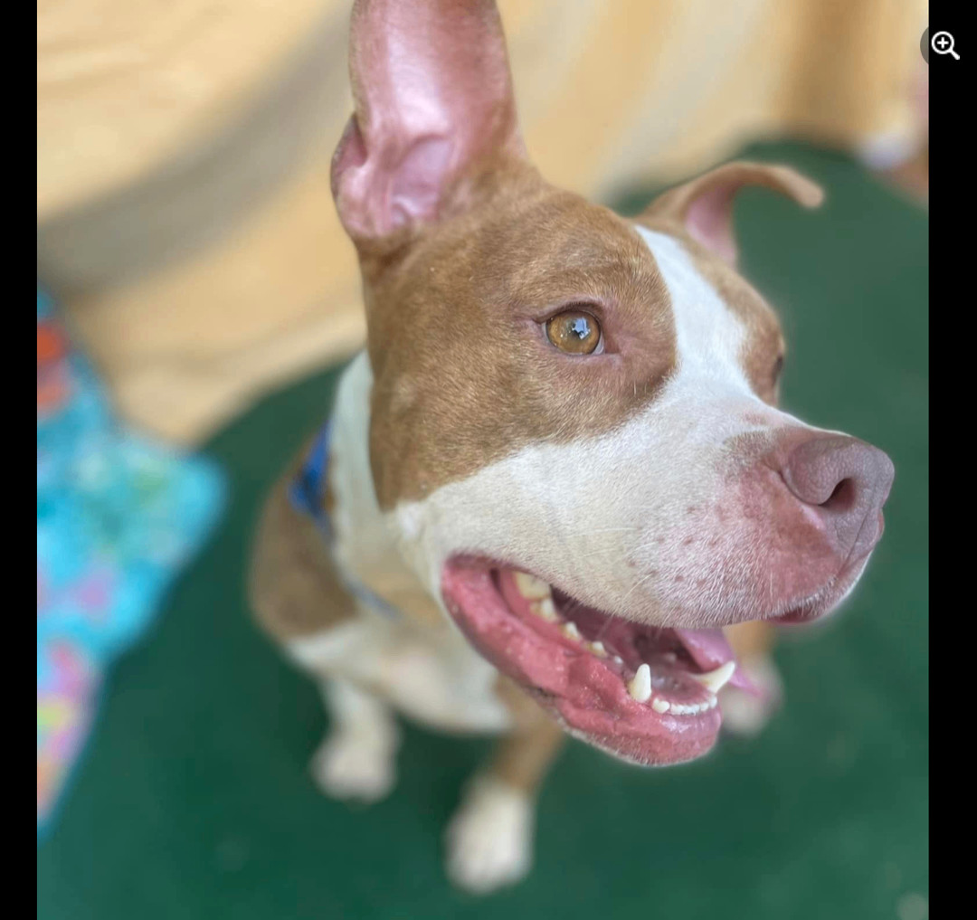 Dog for adoption Lula, a Staffordshire Bull Terrier in Hooksett, NH