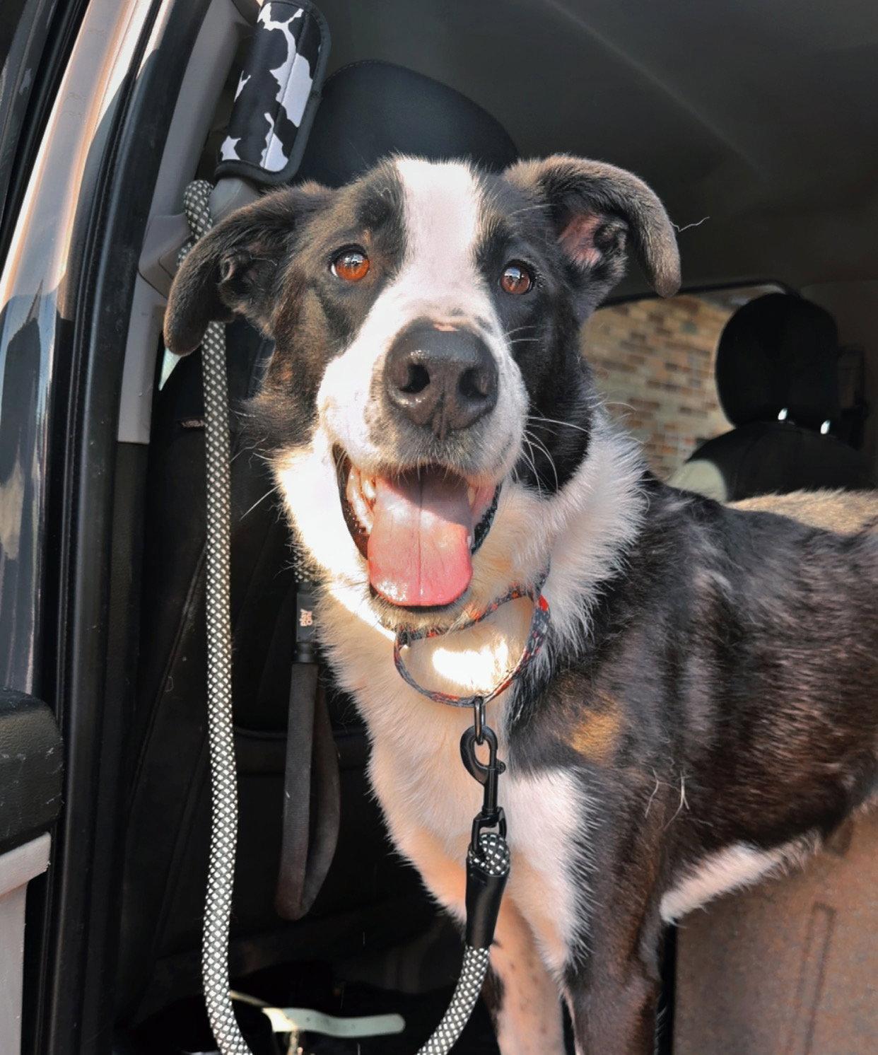 Bodhi, Adoptable, Adult Male Great Pyrenees.