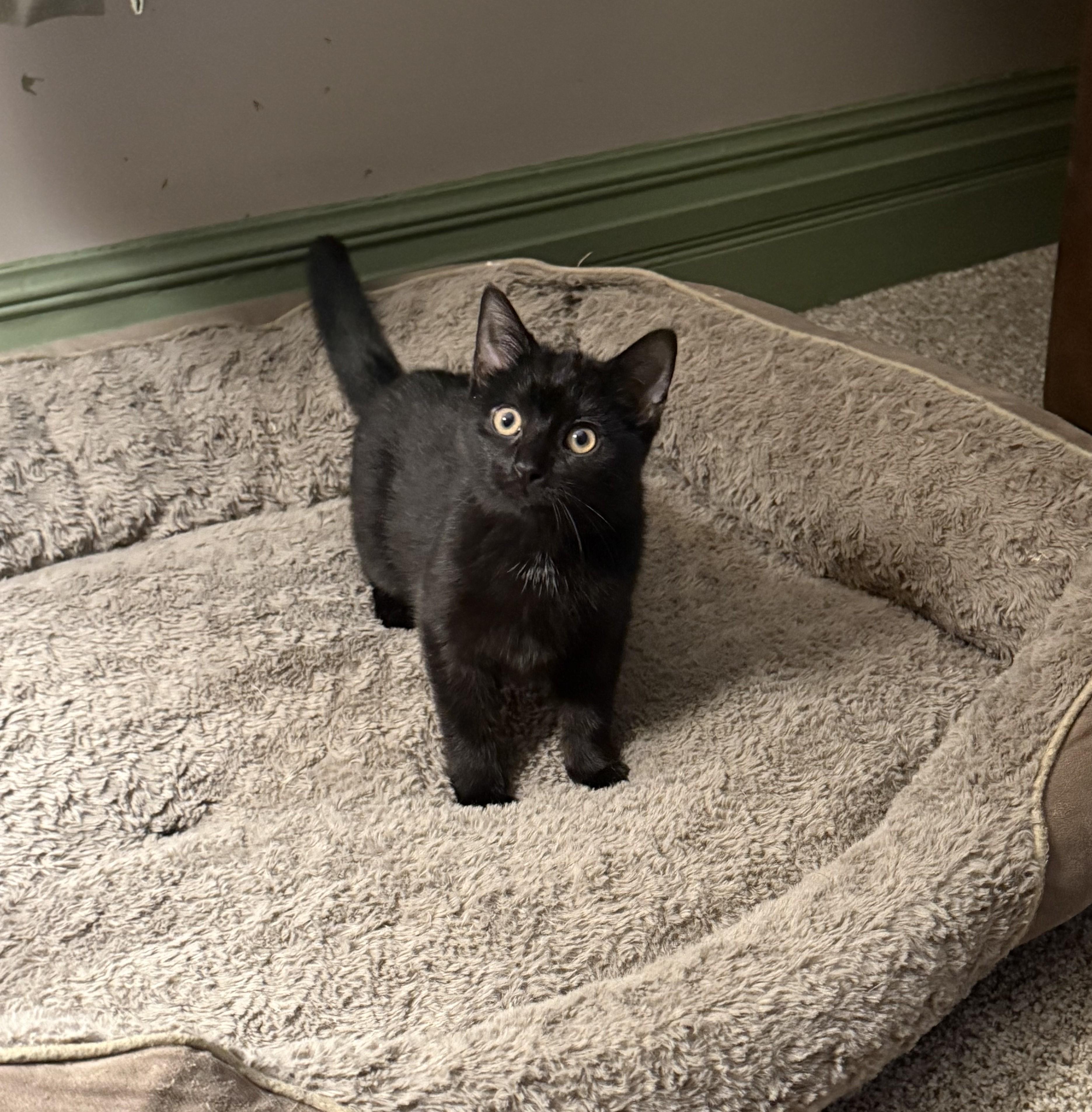 Stargazer, a Adoptable Domestic Short Hair in Bethel Park, PA image 1/2