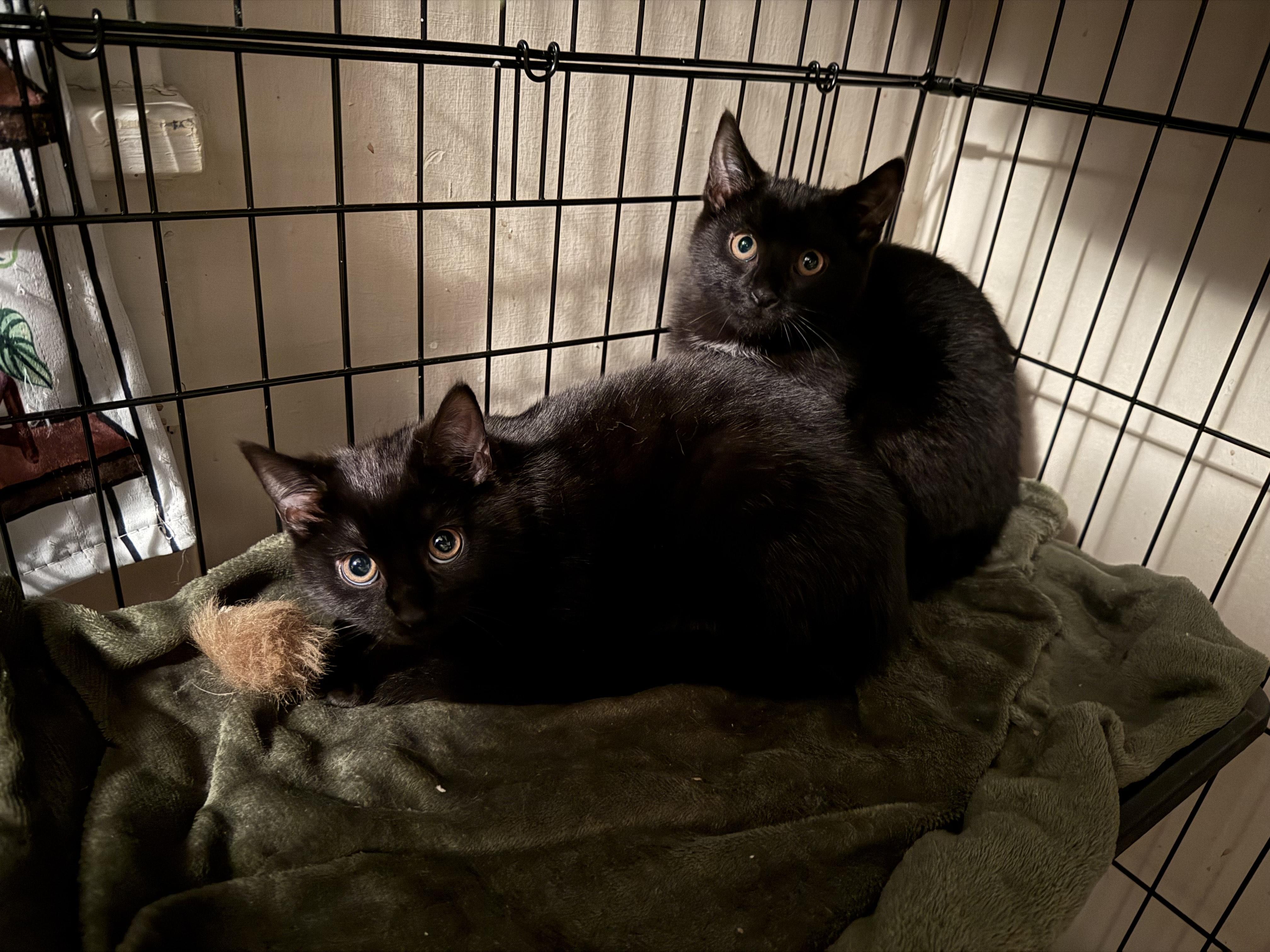 Stargazer, a Adoptable Domestic Short Hair in Bethel Park, PA image 2/2