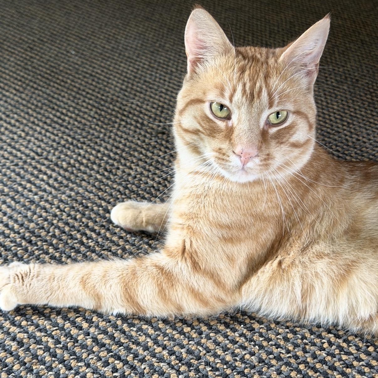 Wilson, a Adoptable Domestic Short Hair in Cortland, NY image 2/3