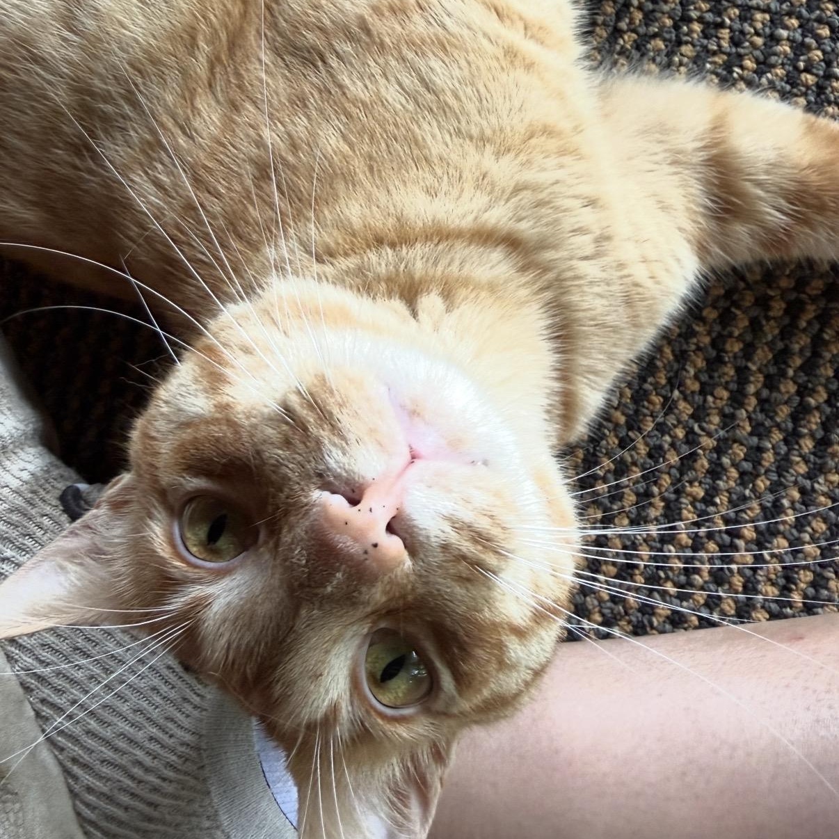 Wilson, a Adoptable Domestic Short Hair in Cortland, NY image 3/3