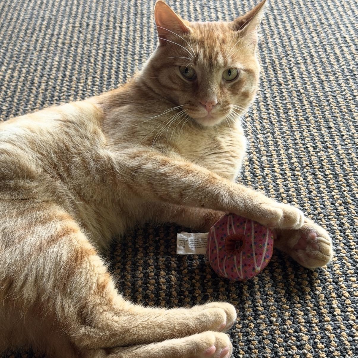 Wilson, a Adoptable Domestic Short Hair in Cortland, NY image 1/3