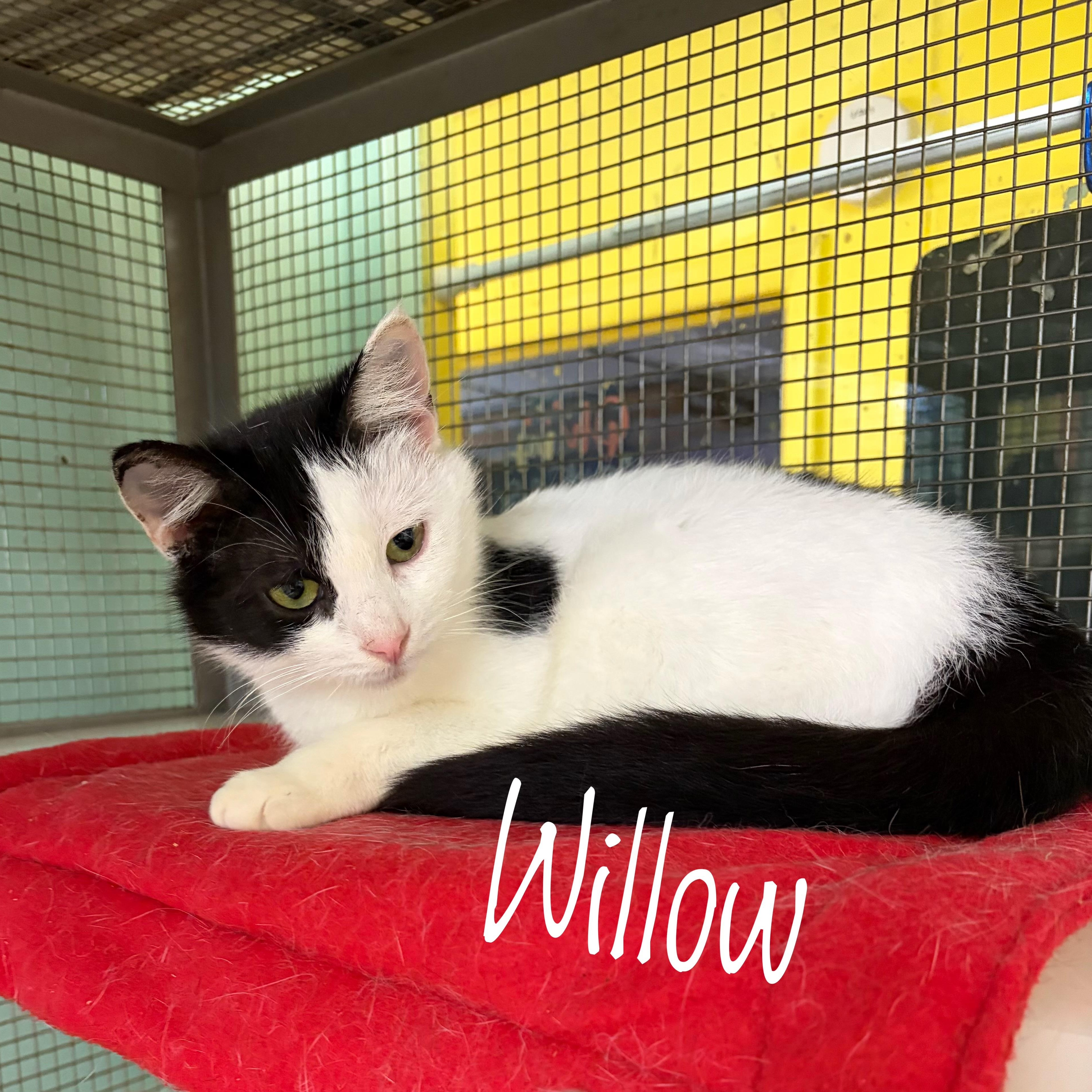 Willow and Ivy, a Adoptable Domestic Short Hair in DeWitt, NY image 2/3