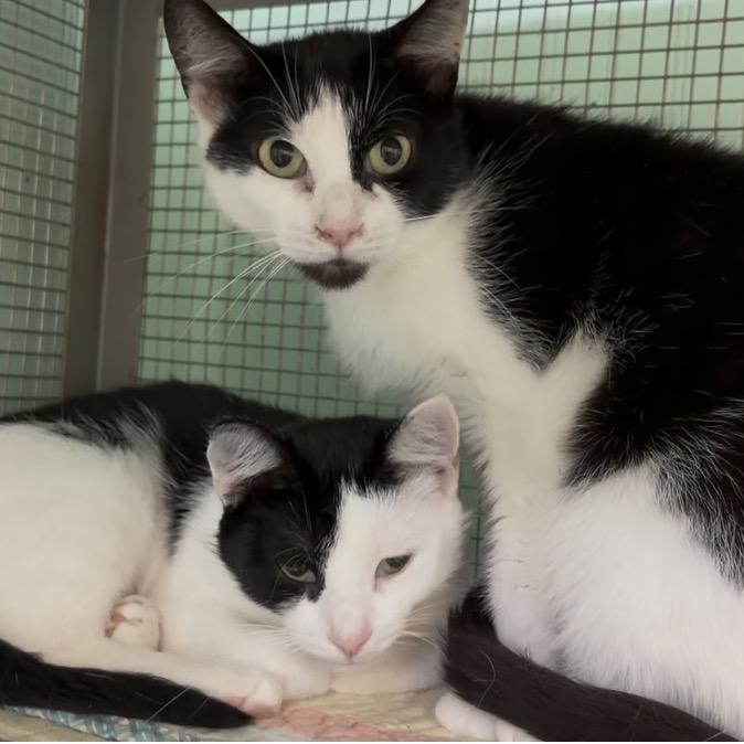 Willow and Ivy, a Adoptable Domestic Short Hair in DeWitt, NY image 1/3