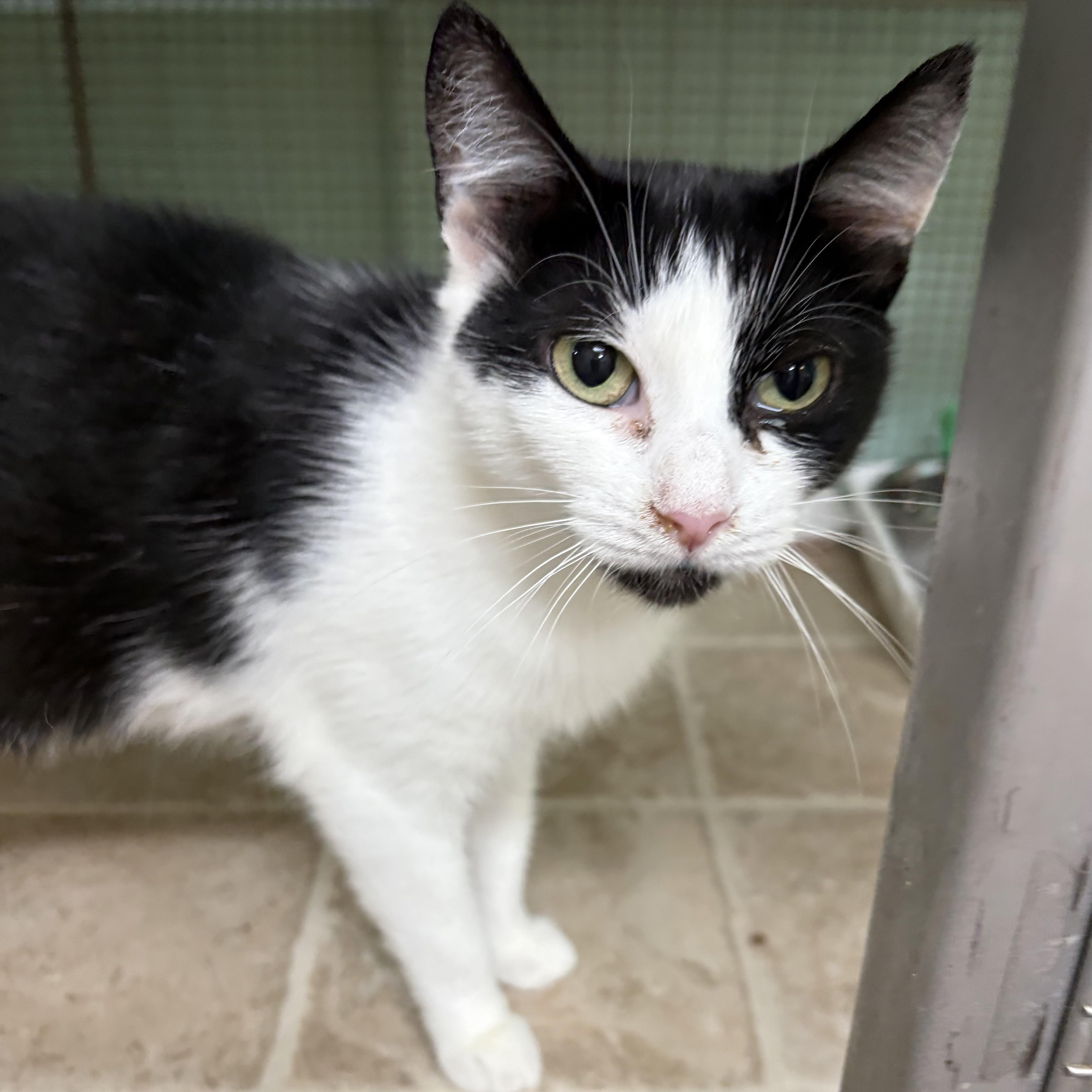 Willow and Ivy, a Adoptable Domestic Short Hair in DeWitt, NY image 3/3