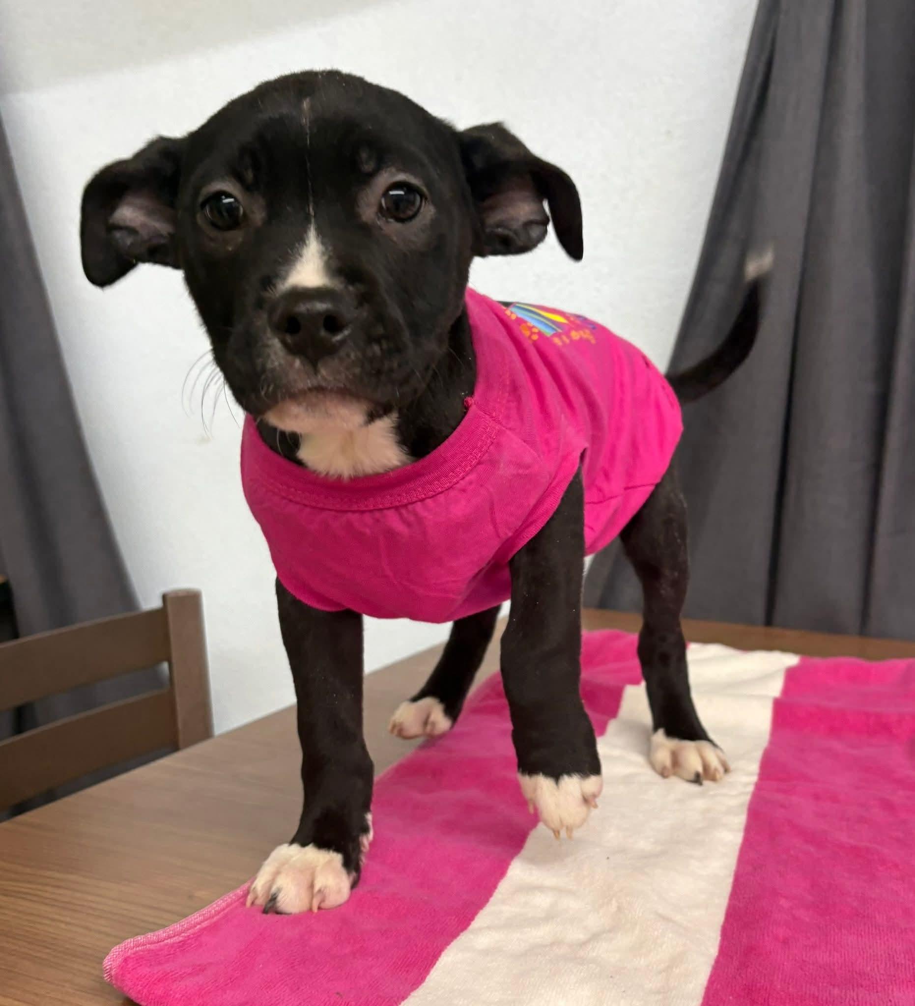 ESTHER tinycauseadopt@gmail.com, a Adoptable mixed breed in Vandergrift, PA image 1/6